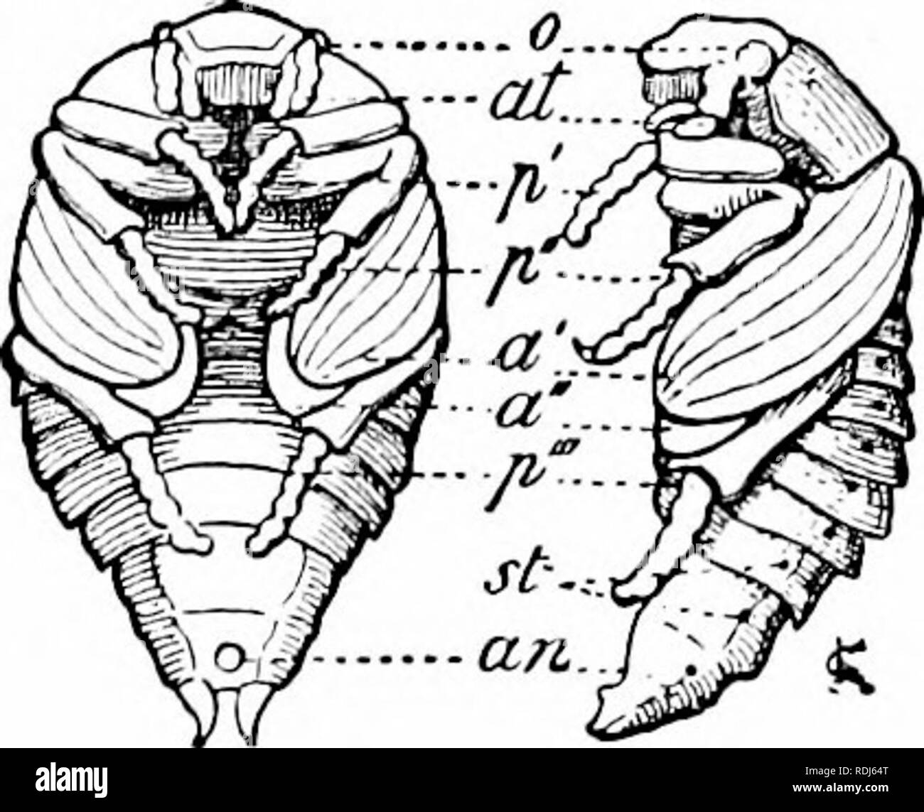 A manual of zoology. Zoology. Fig. 438.—Larva and free pupa of May beetle,  a', a&quot;, tore and hind wings; an, anus; al, antenna;; 0, eyes;  p'-p'&quot;, legs; i&lt;, spiracles. the pupal