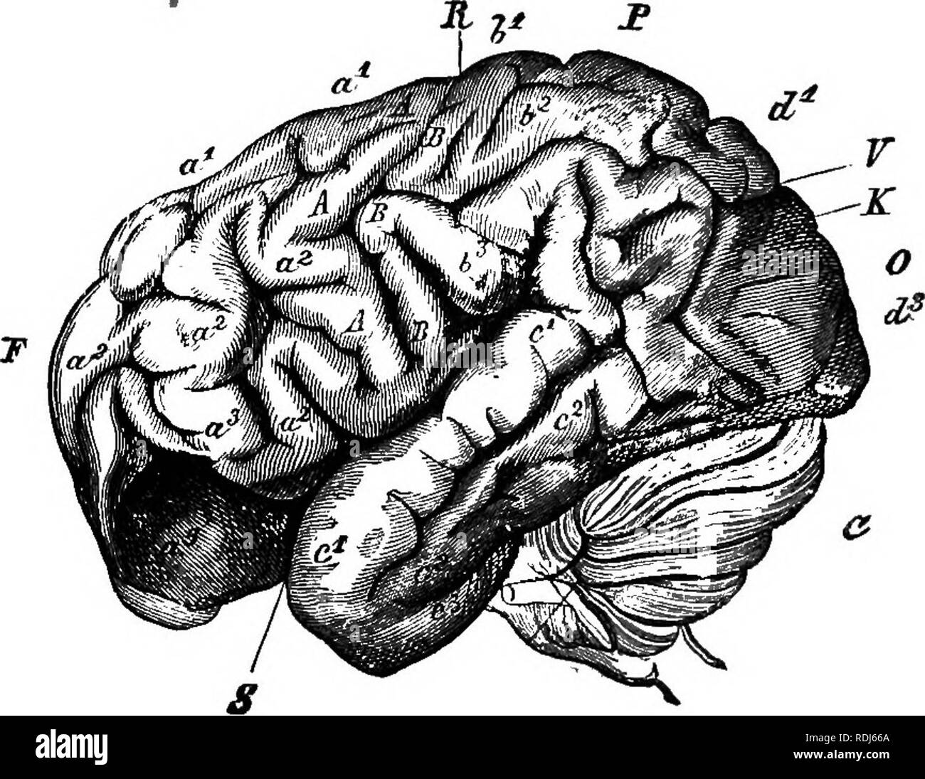 . Anthropoid apes. Apes. ANATOMICAL STRUCTURE OF ANTHROPOID APES. 191 from it by a wide raphe. The internal female organs are also like those of the human organism, with only slight Tariations. Bischoff is correct in the assertion that the external lips of the pudendum and the mons veneris are almost wholly absent. Bolau, Ehlers, and Hermes have ascertained that there is a menstruation which occurs periodically, at any. Fig. 66.—The brain of an orang, seen ftom the side (Vogt, from Gratiolet). F, Frontal lobe. P, Parietal lobe. 0, Occipital lobe. R, Fissure of Kolando. S, Fissure of Sylvius. C Stock Photo