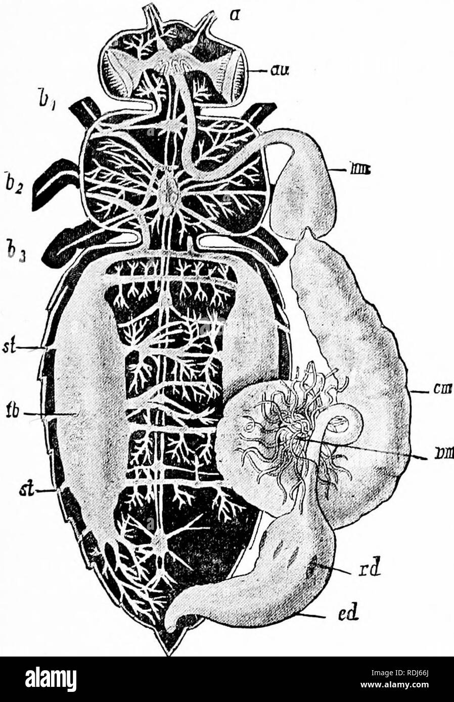 Sphereical Insect . A manual of zoology. Zoology. IV. INSECTA: HEXAPODA 411 through the ...