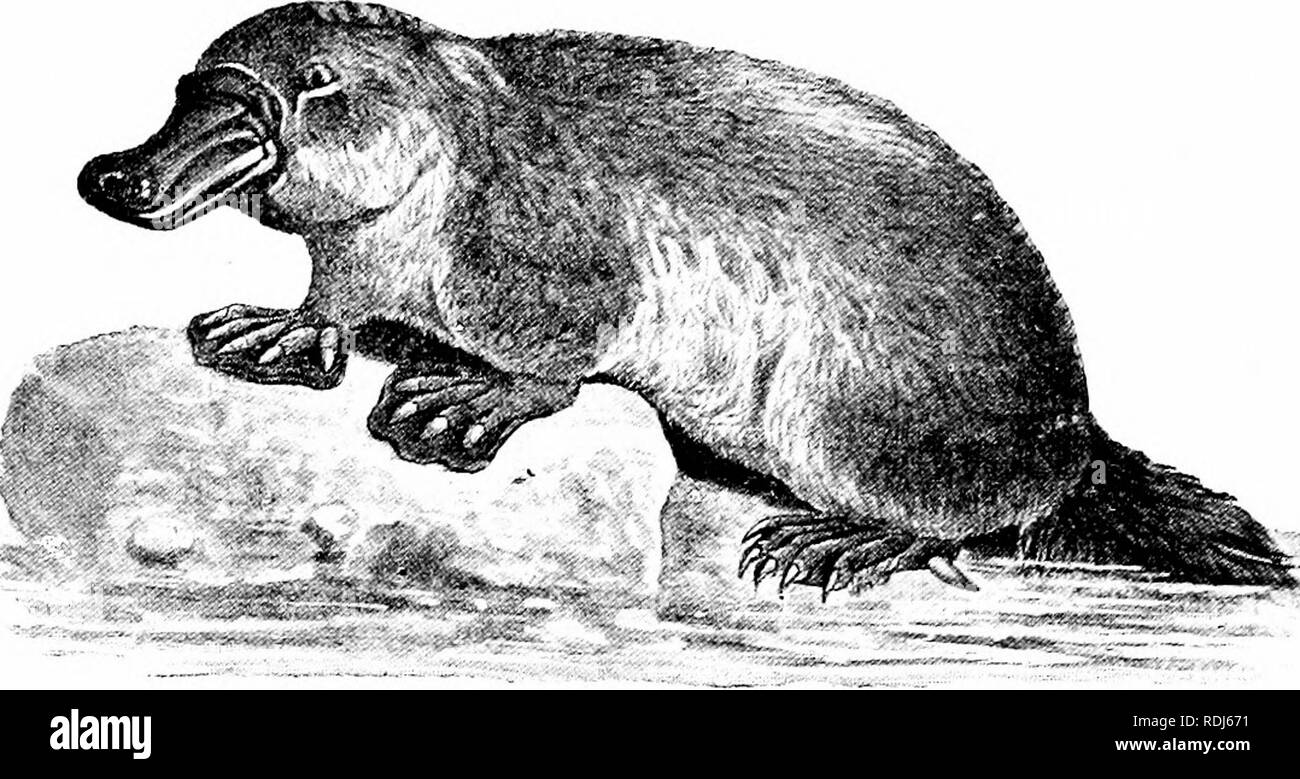 A manual of zoology. 526 MANUAL OF ZOOLOGY mammals, which, when 
