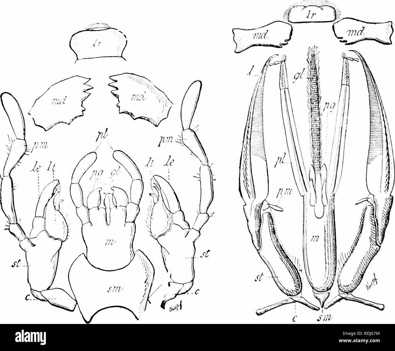 . A manual of zoology. Zoology. 400 ARTHROron.V with a tn The slipc outer. Of in tiiany I bears the the most pcndau'cs parts of t basal pan the subiih an.i^ular joint, the cardo (eV whieh is followed by a larger stipes (si). s in turn siqiports two chewini,' lobes, the inner, or hh'iiiui (li), and an i,M/ej (Ic). I'he galea niav either form a .sheath for the laeinia, or, as eetles ^Iil;. 470), it tnav be taeiile and jointed again. The stipes also iiuixUhirv piilpiis (['III), eonsisting of from three to six joints, and is leg-like ]Kn of the appendage. The labium arises as a pair of ap- wiiieh Stock Photo