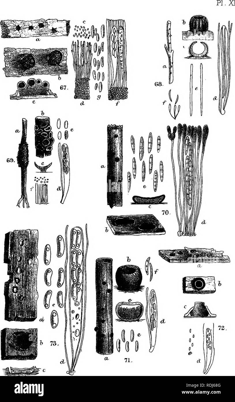 . A manual of the British Discomycetes with descriptions of all the species of fungi hitherto found in Britain, included in the family and illustrations of the genera. Discomycetes; Fungi. ^.P. del. Mintem. Bros. litK.. Please note that these images are extracted from scanned page images that may have been digitally enhanced for readability - coloration and appearance of these illustrations may not perfectly resemble the original work.. Phillips, William, 1822-1905. London, K. Paul, Trench, Tru?bner Stock Photo