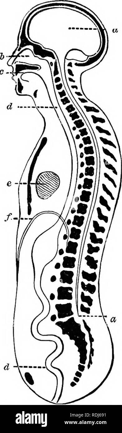 A Text Book In General Physiology And Anatomy Physiology Comparative Anatomy Gross Steuctuee Of The Body 29 Outside And Forms What Is Called An External Skeleton While In Man It Is Internal