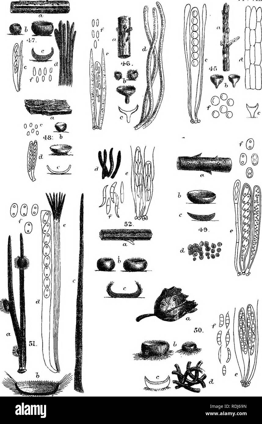. A manual of the British Discomycetes with descriptions of all the species of fungi hitherto found in Britain, included in the family and illustrations of the genera. Discomycetes; Fungi. PI . VIIJ,. Mintern. Bros . litli... Please note that these images are extracted from scanned page images that may have been digitally enhanced for readability - coloration and appearance of these illustrations may not perfectly resemble the original work.. Phillips, William, 1822-1905. London, K. Paul, Trench, Tru?bner Stock Photo