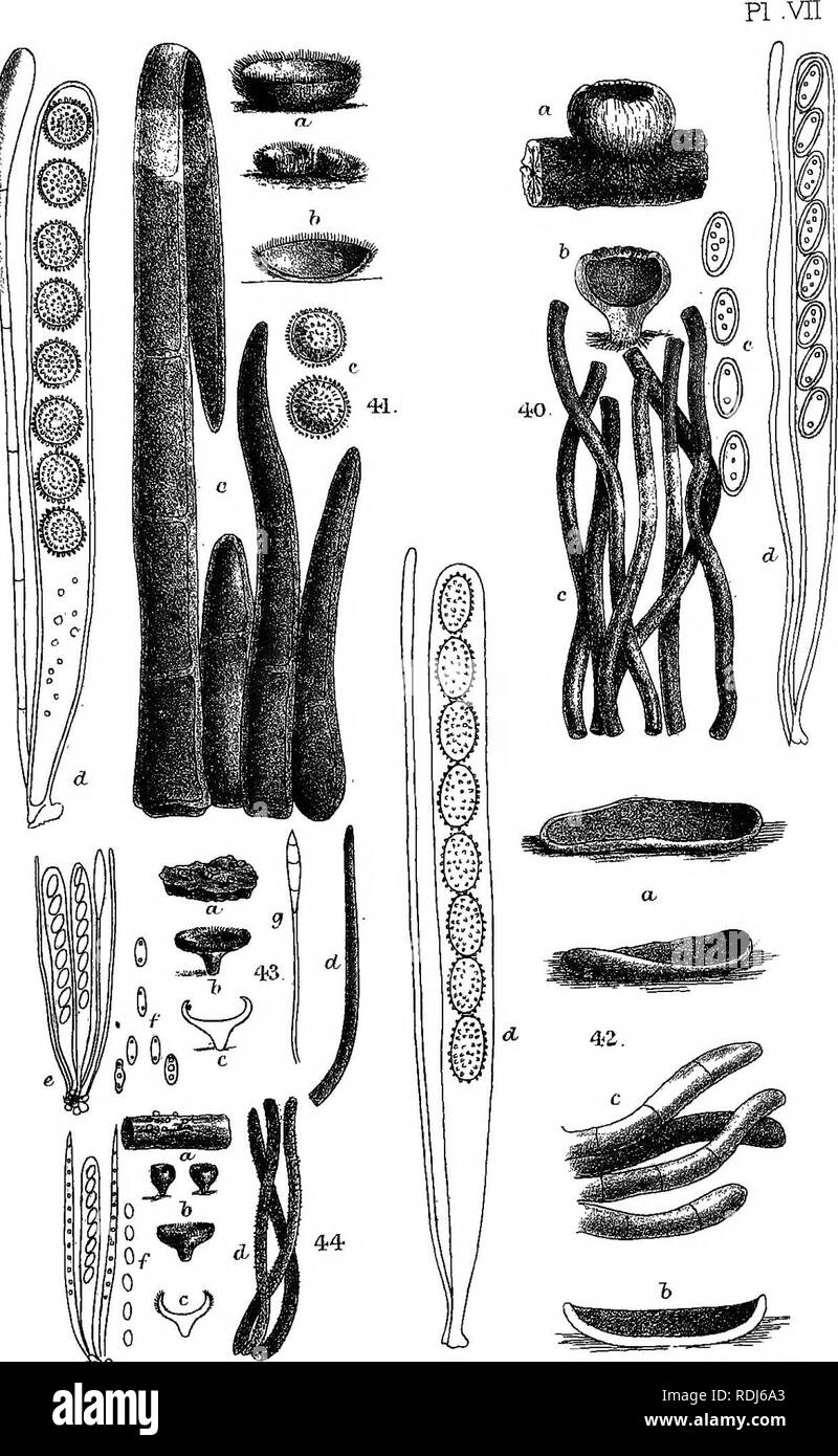 . A manual of the British Discomycetes with descriptions of all the species of fungi hitherto found in Britain, included in the family and illustrations of the genera. Discomycetes; Fungi. W. p. dal Mintem. Bro^ - littu.. Please note that these images are extracted from scanned page images that may have been digitally enhanced for readability - coloration and appearance of these illustrations may not perfectly resemble the original work.. Phillips, William, 1822-1905. London, K. Paul, Trench, Tru?bner Stock Photo