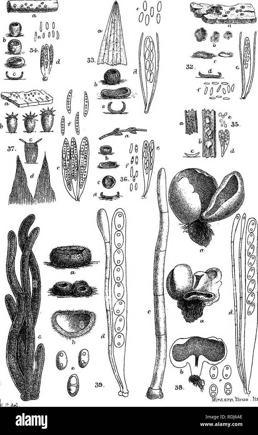 . A manual of the British Discomycetes with descriptions of all the species of fungi hitherto found in Britain, included in the family and illustrations of the genera. Discomycetes; Fungi. IM . VJ.. 'ini.em. iVx-os . ]it^. ' P. del. Please note that these images are extracted from scanned page images that may have been digitally enhanced for readability - coloration and appearance of these illustrations may not perfectly resemble the original work.. Phillips, William, 1822-1905. London, K. Paul, Trench, Tru?bner Stock Photo