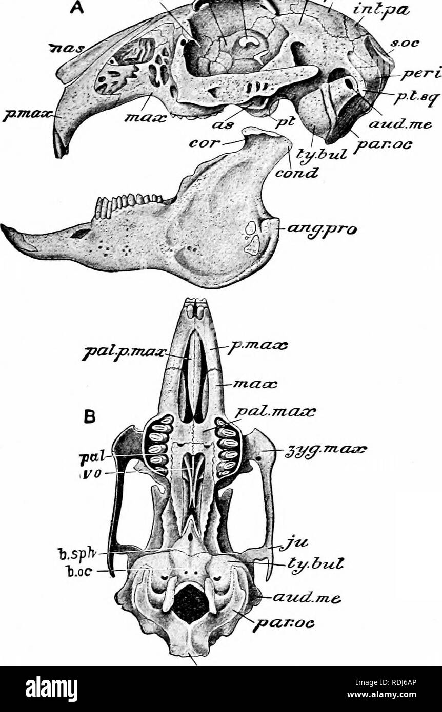 . A manual of zoology. . &quot;b.oc S.OC Fig. 299. — LepUS Cuniculus. Skull: A, lateral view; E, ventral view, ang.proc, angular process of mandible; as, ali-sphenoid (external pterygoid process); /&gt; . oc, basi-occipital; b. sph, basi-sphenoid; covd, condyle; fr, frontal; int. pa, inter-parietal; ju, jugal; Icr, lacrymal; max, maxilla; nas, nasal; opt. Jo, optic foramen; 0. sph, orbito-sphenoid; pa, parietal; pal, palatine; pal. max, palatine plate of maxilla; par. oc, par-occipital pro- cess; pal. p. max, palatine process of pre-maxilla; /. max, pre-maxilla; per, periotic; pt, pterygoid; / Stock Photo