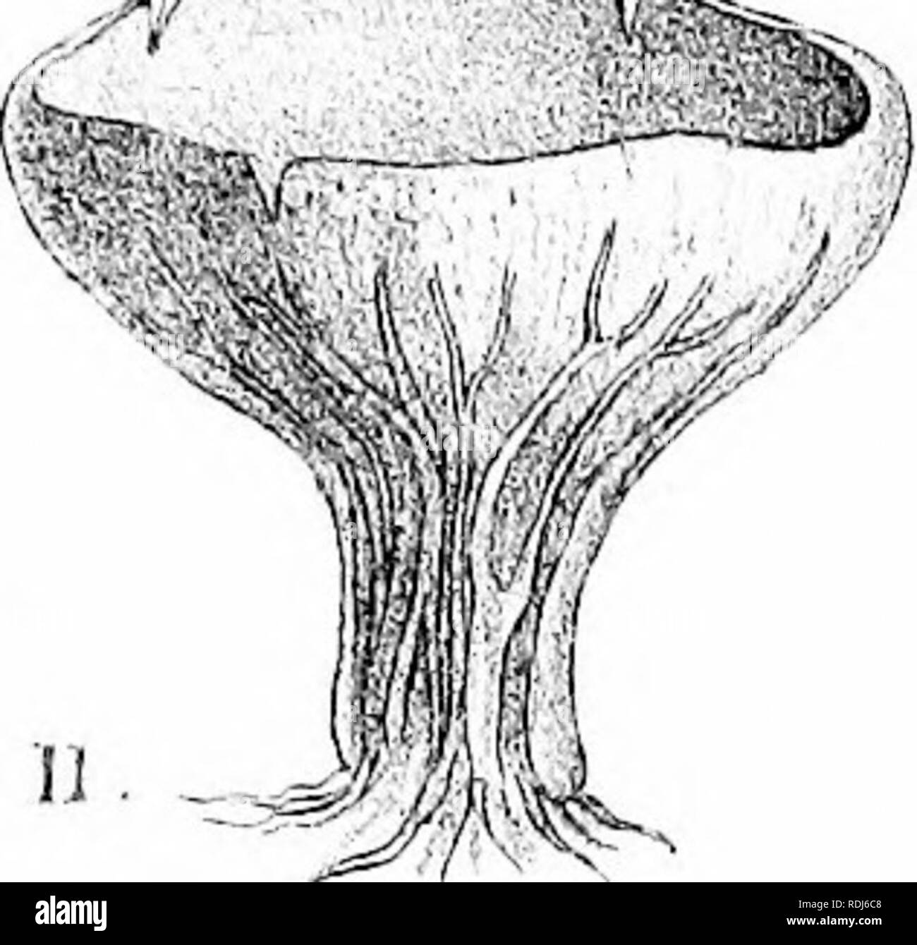 . A manual of the British Discomycetes with descriptions of all the species of fungi hitherto found in Britain, included in the family and illustrations of the genera. Discomycetes; Fungi. g/cnu § y/'^ -&quot;''- .  h ,^^&quot;'-^1 '5-.-C ;&gt; 0 0 o o o op ,^ 00 'xn. Please note that these images are extracted from scanned page images that may have been digitally enhanced for readability - coloration and appearance of these illustrations may not perfectly resemble the original work.. Phillips, William, 1822-1905. London, K. Paul, Trench, Tru?bner Stock Photo