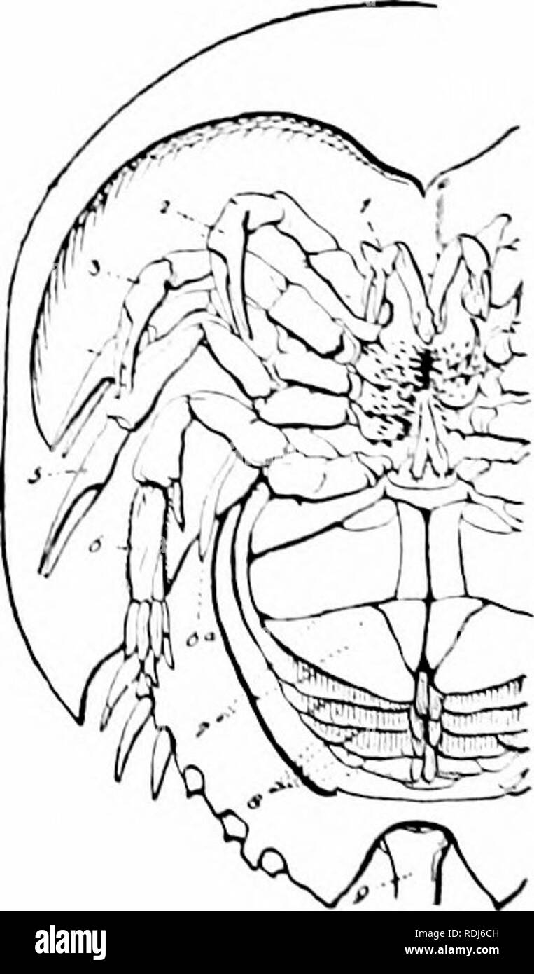 . A manual of zoology. Zoology. Fic. 417. Fig. 41S. Fig. 417.—Liiiiiiliis pulyplicmiis* horseshoe crab (orig.). Fig. 41S.—'entral surface of Limiilus moliociiiius (from Ludwig-Leunis'l. i, chelicerx; 2-5, walking feet; 0, iiushing toot; 0&quot;, llaboUuin; 7, genital operculum; S. gills (there should be live); 9, base of telson. Order I. Xiphosura,   Cephalothorax large; abdomen with joints fused, terminated bv a long spiniform telson. Limiitus fyolyphcuius * king crab or horseshoe crab. Other species on eastern sliorc of eastern continent.. Please note that these images are extracted from sc Stock Photo