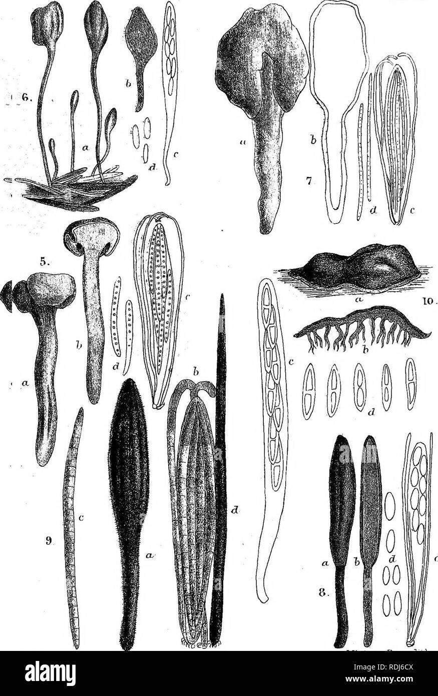. A manual of the British Discomycetes with descriptions of all the species of fungi hitherto found in Britain, included in the family and illustrations of the genera. Discomycetes; Fungi. Pl.lL.. W.H.del, Miiniem Bros. litK.. Please note that these images are extracted from scanned page images that may have been digitally enhanced for readability - coloration and appearance of these illustrations may not perfectly resemble the original work.. Phillips, William, 1822-1905. London, K. Paul, Trench, Tru?bner Stock Photo