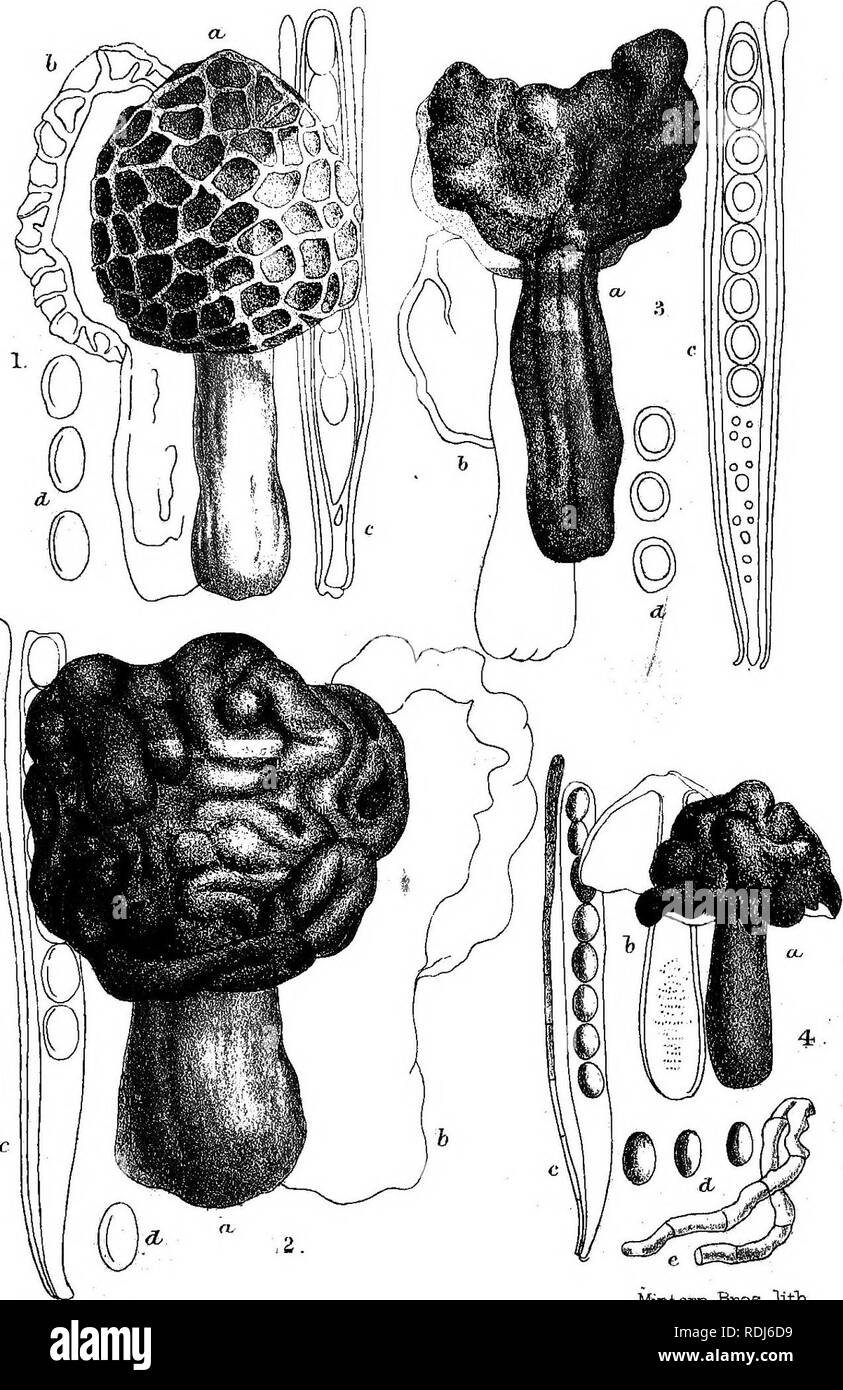 . A manual of the British Discomycetes with descriptions of all the species of fungi hitherto found in Britain, included in the family and illustrations of the genera. Discomycetes; Fungi. PI.I.. W.H. aei. Mmtern- Bros. lith-. Please note that these images are extracted from scanned page images that may have been digitally enhanced for readability - coloration and appearance of these illustrations may not perfectly resemble the original work.. Phillips, William, 1822-1905. London, K. Paul, Trench, Tru?bner Stock Photo