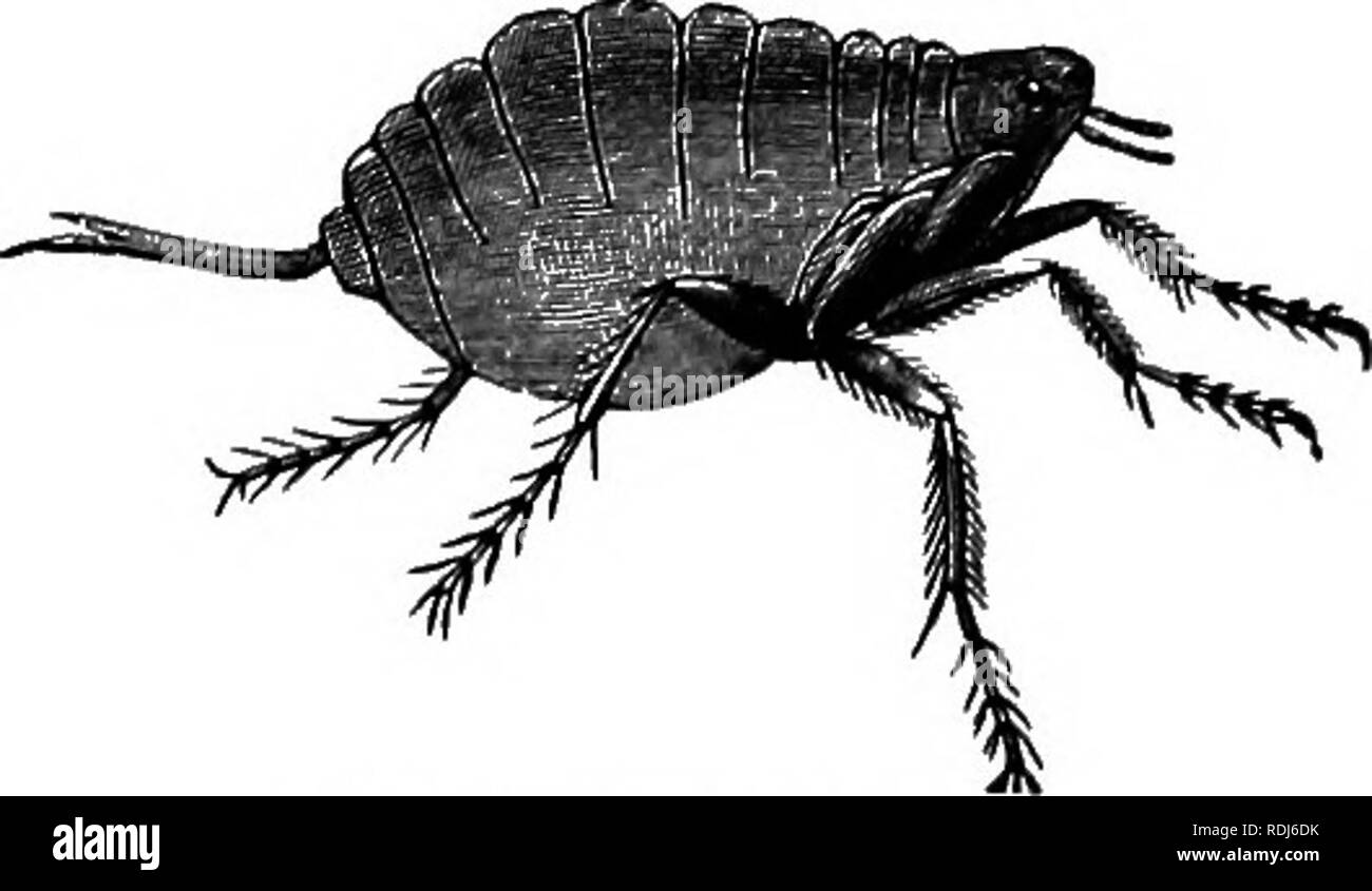 parasite for free parasite for free