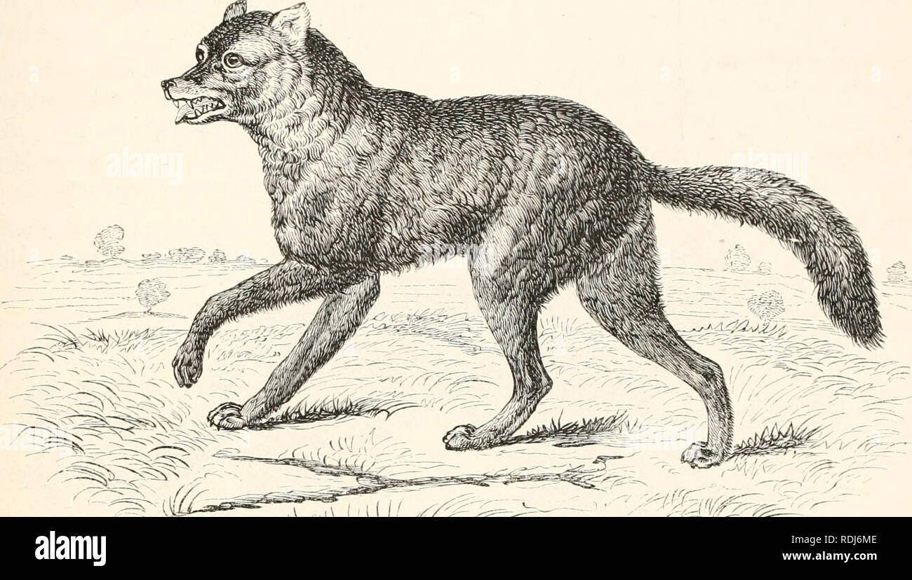 Loup soumis hires stock photography and images Alamy