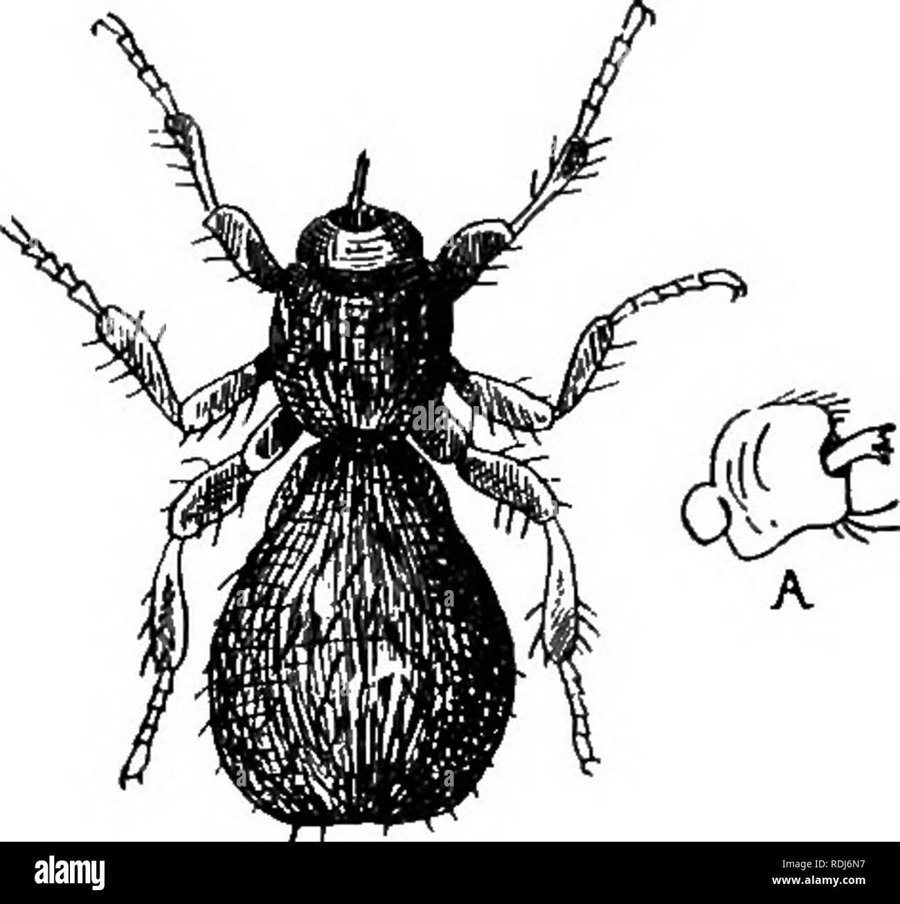 . A text-book of agricultural zoology. Zoology, Economic. DIPTEEA OK TRUE FLIES. 229 apterous, as the sheep-tick and tee-louse. They are chiefly remarkable in that the female produces her young singly, not as an ovum but as a nearly mature larva or puparium.. The Sheep-tick (Melophagus ovinus). Amongst the parasites which are so numerous and destruc- tive to sheep we find one of these Pupipara, the well-known Sheep Spider Fly, &quot;Ked,&quot; or Sheep-tick (fig. 116), which, although never fatal in results, yet causes much annoyance to the ewes, and more still to the lambs. We find this pest  Stock Photo