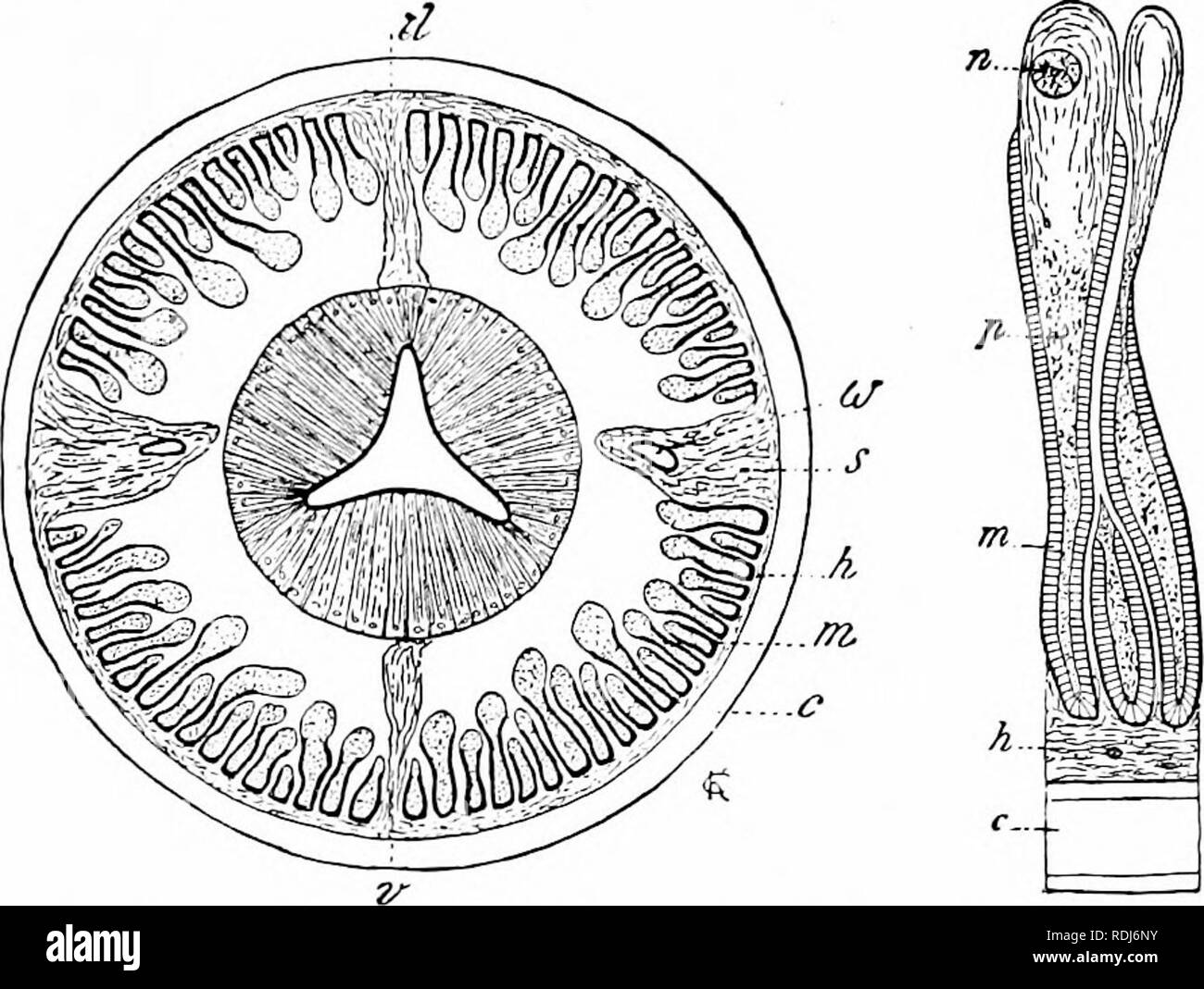 Ascaris Lumbricoides Anatomy External