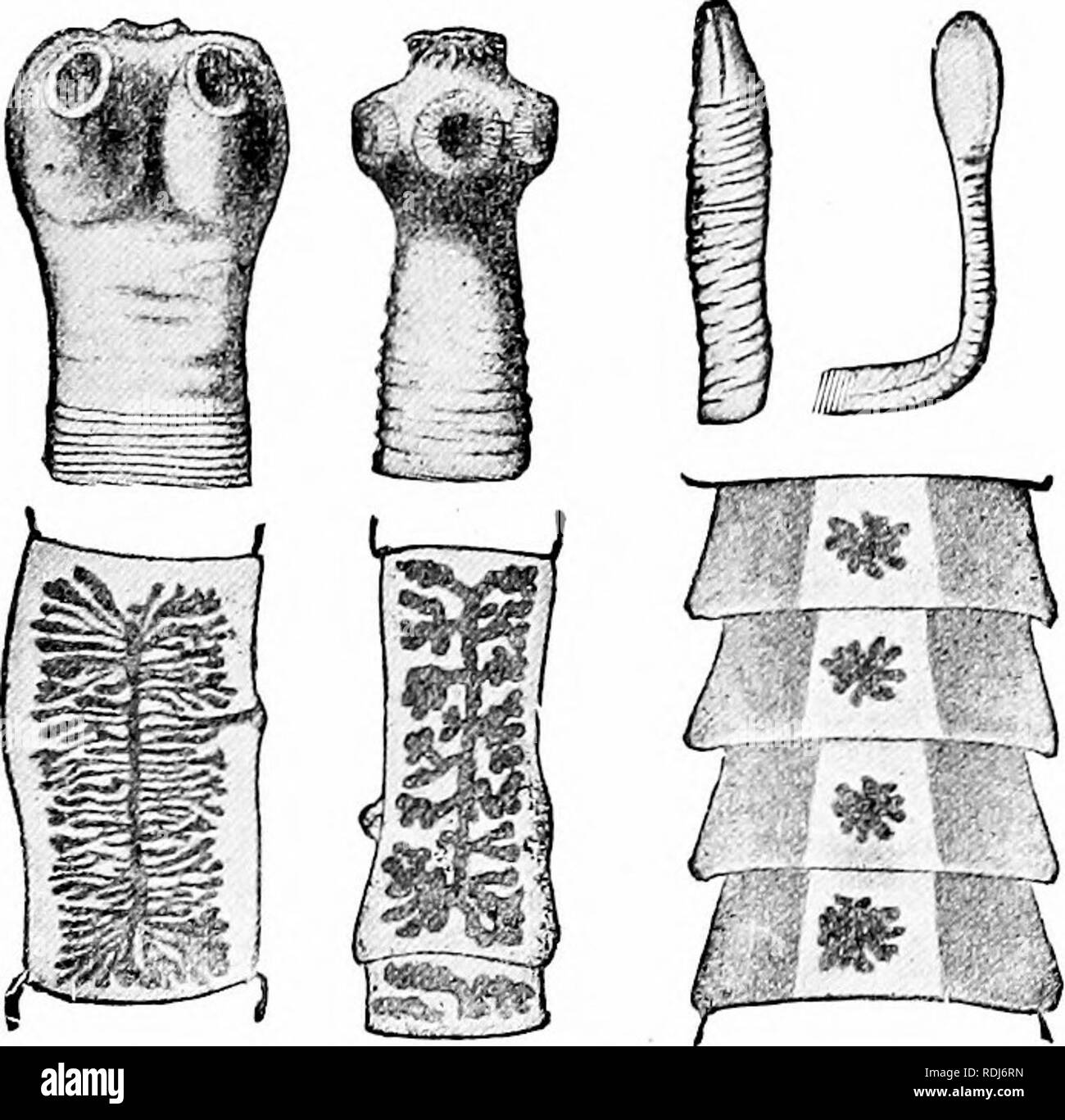 . A manual of zoology. Zoology. IV. NEMERTINA 2.55 cellulose of T. solium, found in man, more frequent and of more importance is the cysticercus of Tamia echinococcus (fig. 232), which lives as an adult in the dog, and is easily overlooked on account of its size. It is at most i inch long and consists of a scolex and three or four proglottids. When the eggs are taken into the human stomach, as may easily happen by stroking and kissing infected dogs, the embryos are set free and wander into liver, lungs, brain, or other organs and produce here tumors which, in the case of the liver, may weigh t Stock Photo