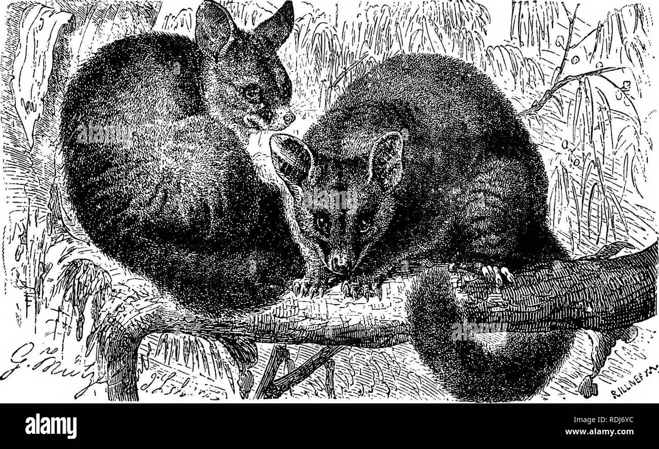 The animals of the world. Brehm's life of animals;. Mammals. KOALA OE  AUSTRALIAN POUCHED BEAK. Combining many â characteRstics of the Bear and the  Sloth, although a true Marsupial, the Koala,