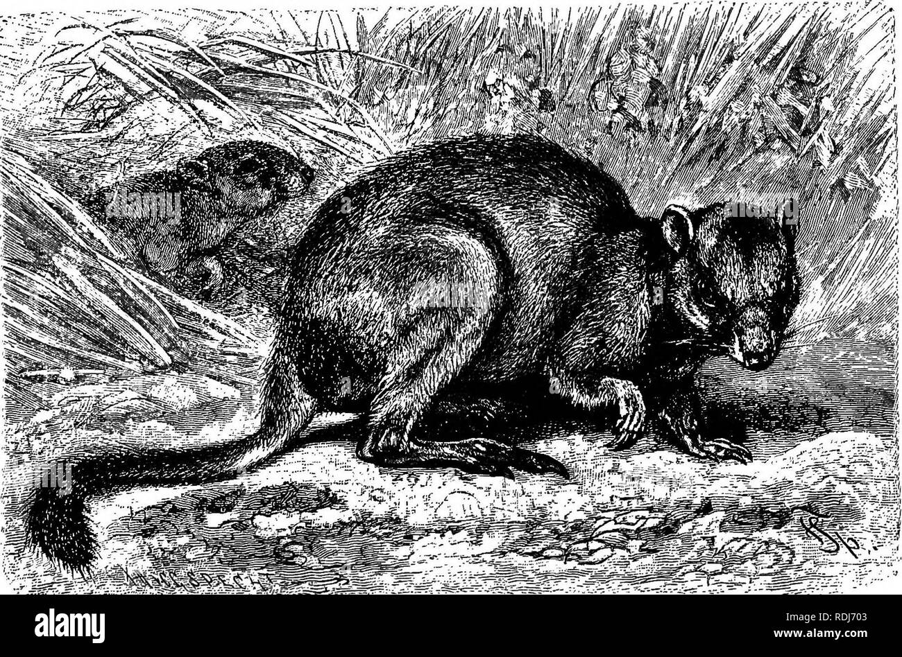 The animals of the world. Brehm's life of animals;. Mammals. KANGABOO BAT, This Australian animal well deserves its name, of the rat-like appearance of its head and tail. The other portions The animals of the world. Brehm's life of animals;. Mammals. KANGABOO BAT, This Australian animal well deserves its name, of the rat-like appearance of its head and tail. The other portions