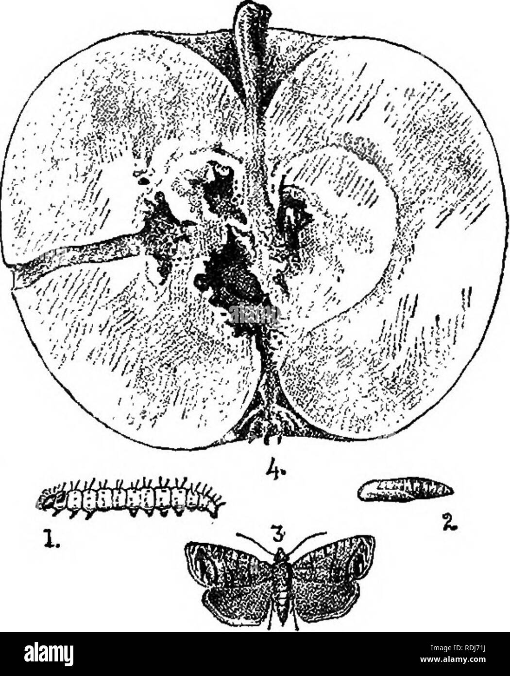. A text-book of agricultural zoology. Zoology, Economic. LEPIDOPTEKA (MOTHS). 189 then to the outside, where they form a large hole through which the &quot; frass &quot; is passed out. The maggot, when reaching maturity, is said to return to the core and devour that part. When mature, the larva is a little more than half an inch long, pale pinkish white with scattered hairs over it, and the usual number of legs. On reaching the fuU-grown stage the maggot leaves the apple: if the fruit remains still on the tree it lowers itself down by a thread of silk to the ground, but generally the apple ha Stock Photo