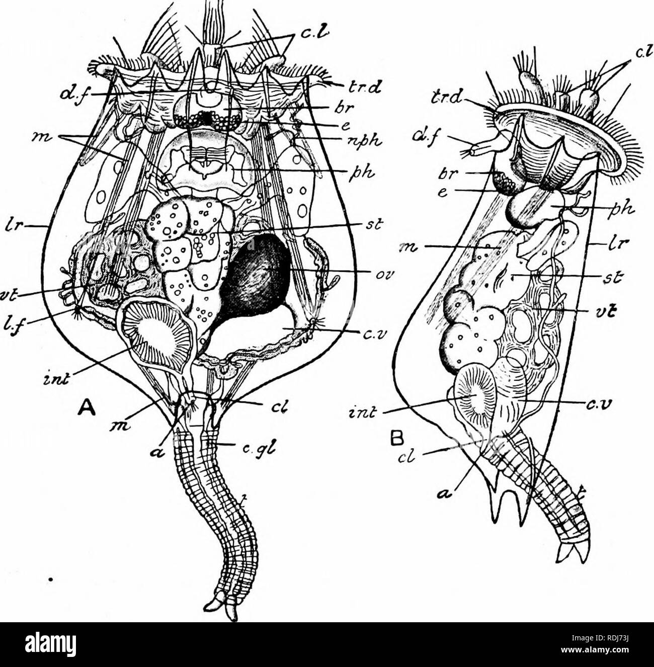 A Manual Of Zoology Sect Vin Rotifera Polyzoa And Brachiopoda A 79 From The Trochal Disc Is Frequently Divided By A Series Of Freely Movable Joints Into A Number Of Tubular Segments