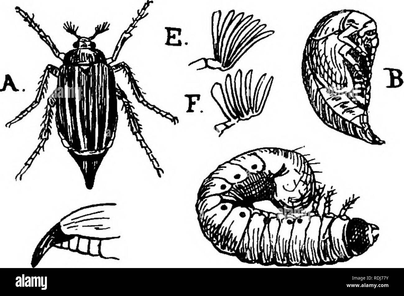 . A text-book of agricultural zoology. Zoology, Economic. Fig. 63.—Rose Beetle. 3&gt; c Fig. 64.—Cockchafer (MdolOTitha vulgaris). A, Imago; b, pupa; c, larva; d, tail of 5 5 &quot;. antenna of &lt;5 ; r, antenna of 9 • (a and c slightly reduced.) pupate deep in the earth in a well-formed ceU in the third K. Please note that these images are extracted from scanned page images that may have been digitally enhanced for readability - coloration and appearance of these illustrations may not perfectly resemble the original work.. Theobald, Frederick Vincent, 1868-1930. Edinburgh and London, W. Blac Stock Photo