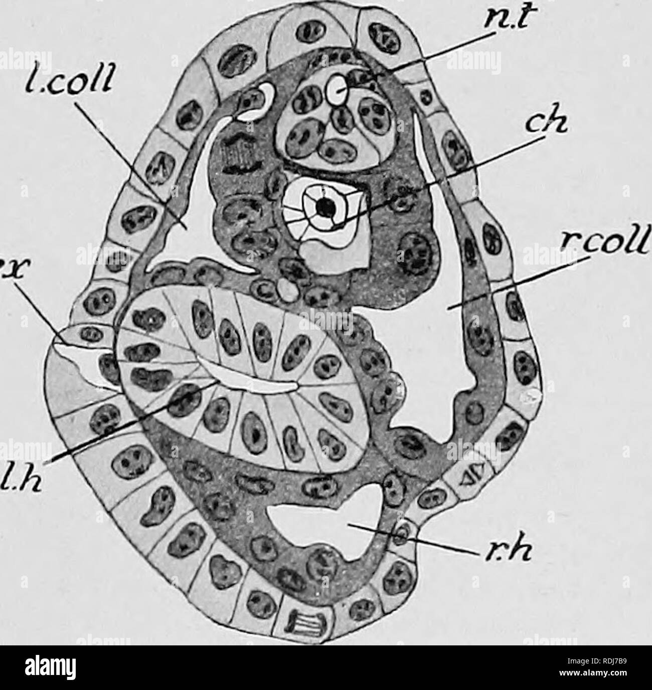 . Text-book of embryology. Embryology. 3^}. arch Fig. 433.—Illustrating the formation and development ol'the head-oavities of A viphioxus lanceolatus. A, transverse section through the anterior region of a larva with six myotomes—the liead-cavities are seen to be developing as outgrowths of the front end of the gut (archenteron). B, transverse section through the anterior region of a lar'a two days old just before the mouth opens—the left head-cavity is a thick-walled vesicle ; the right head-cavity is a thin-walled vesicle and lies beneath the left one. arcli, archenteron (gut) ; ch, notocho Stock Photo