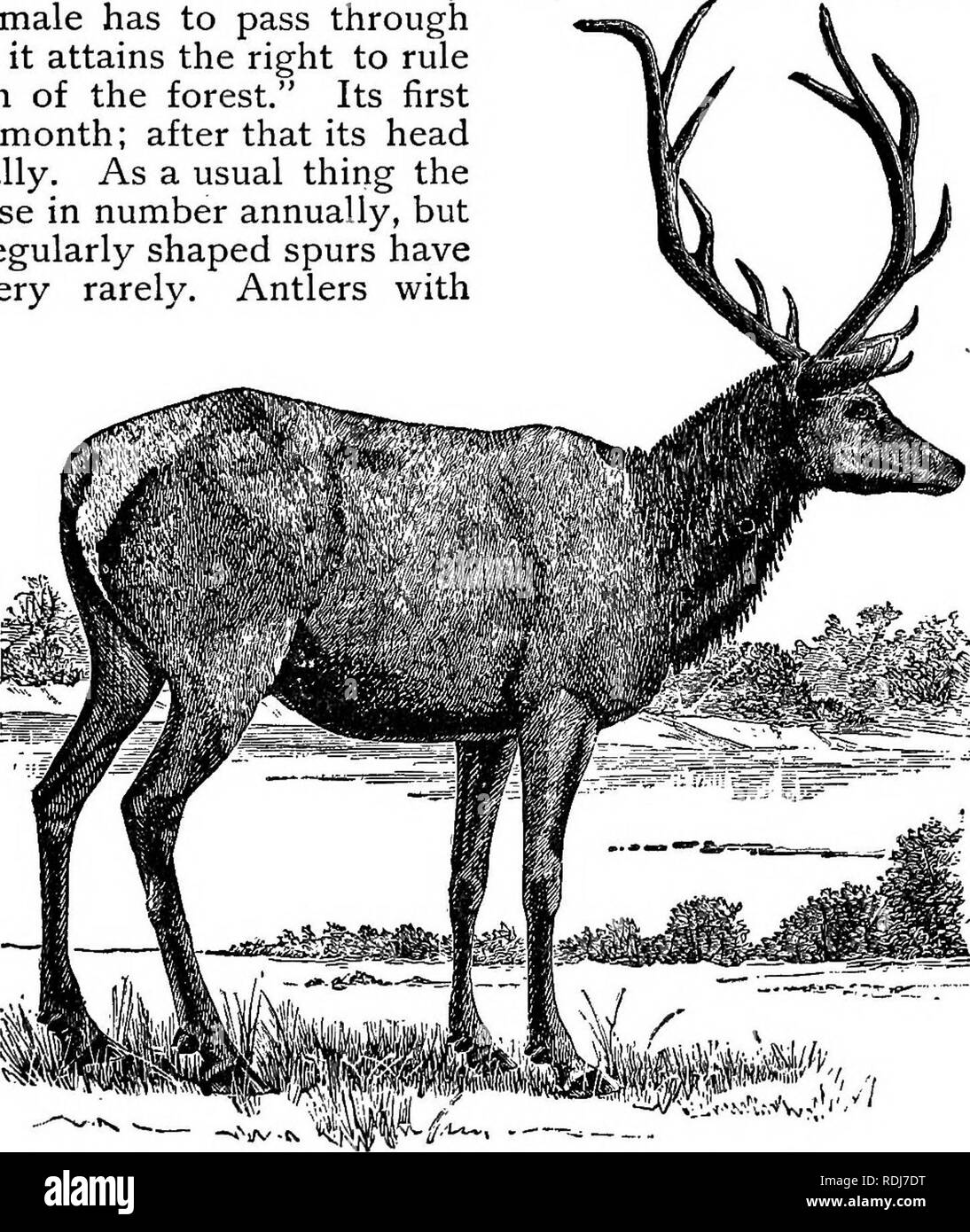 The animals of the world. Brehm's life of animals;. Mammals. THE DEER—RED  DEER. 5ii9 Fawns of the Red Deer make their appearance one, or in rare  cases two,at a birth, at