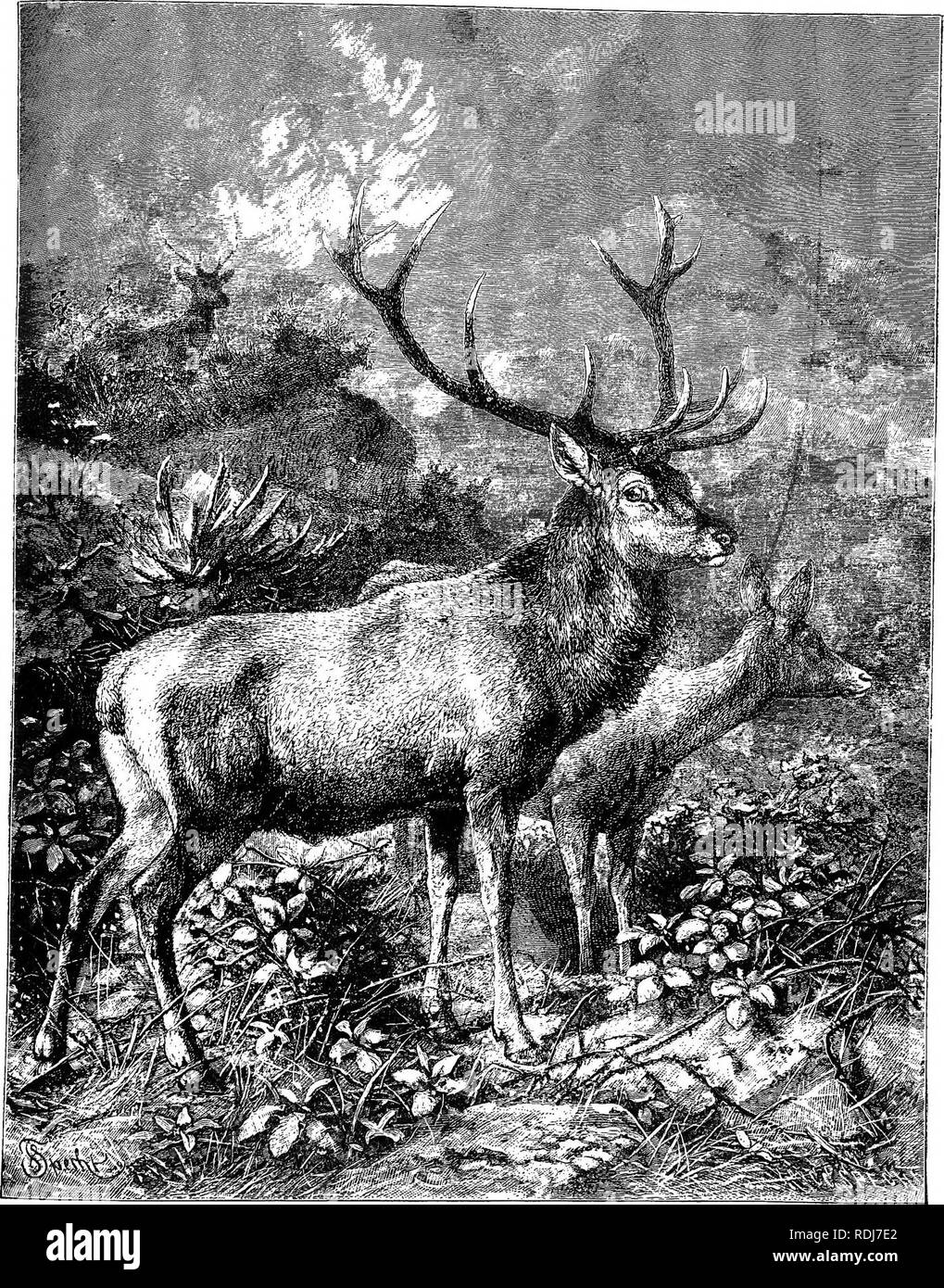 The animals of the world. Brehm's life of animals;. Mammals. STAG OE BED  SEEB, This is a noble species of Deer, found in the temperate regions of  Europe and northern Asia.