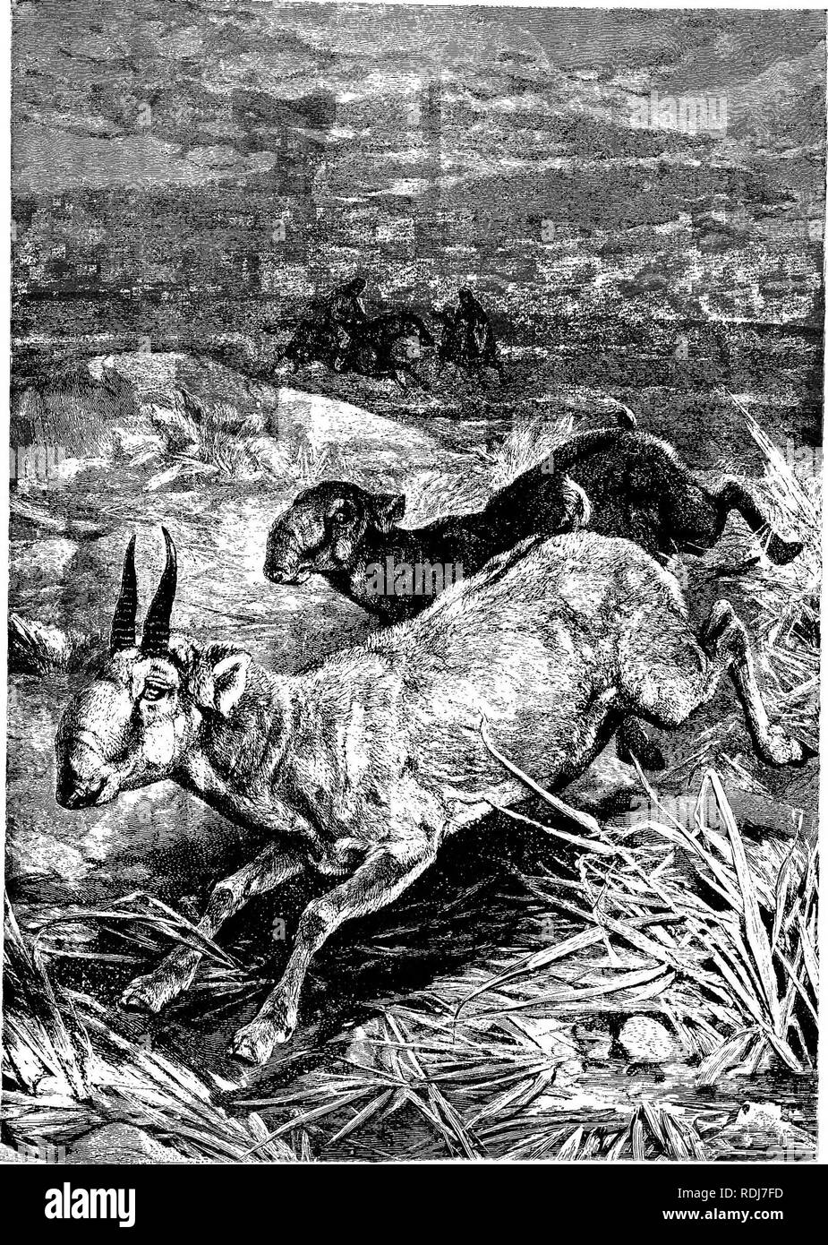 . The animals of the world. Brehm's life of animals;. Mammals. THE