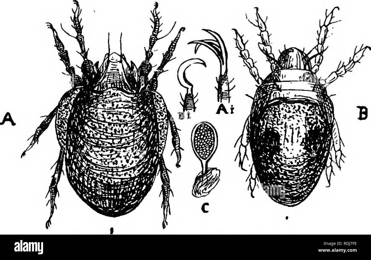 . A text-book of agricultural zoology. Zoology, Economic. ACARINA OK MITES. 117 species in her Report for 1897â^ namely, Oribata lapidaria, â which has a similar life-history. These mites must not be. Fio. 47.âBeetle Mite (OHbala orbieuMria). A, Adult; B, immature form following the six-legged larval stage; c, pseudo-stig- matic organ; Ai, ungues (claws) of adult; Bi, ungues of B. confused with the mites that are parasitic upon beetles and the BdellidcB or Snout Mites that we find on other insects. Family Phytoptidse or Gall Mites are minute mites which live in the buds (Phyioptus ribis, avell Stock Photo