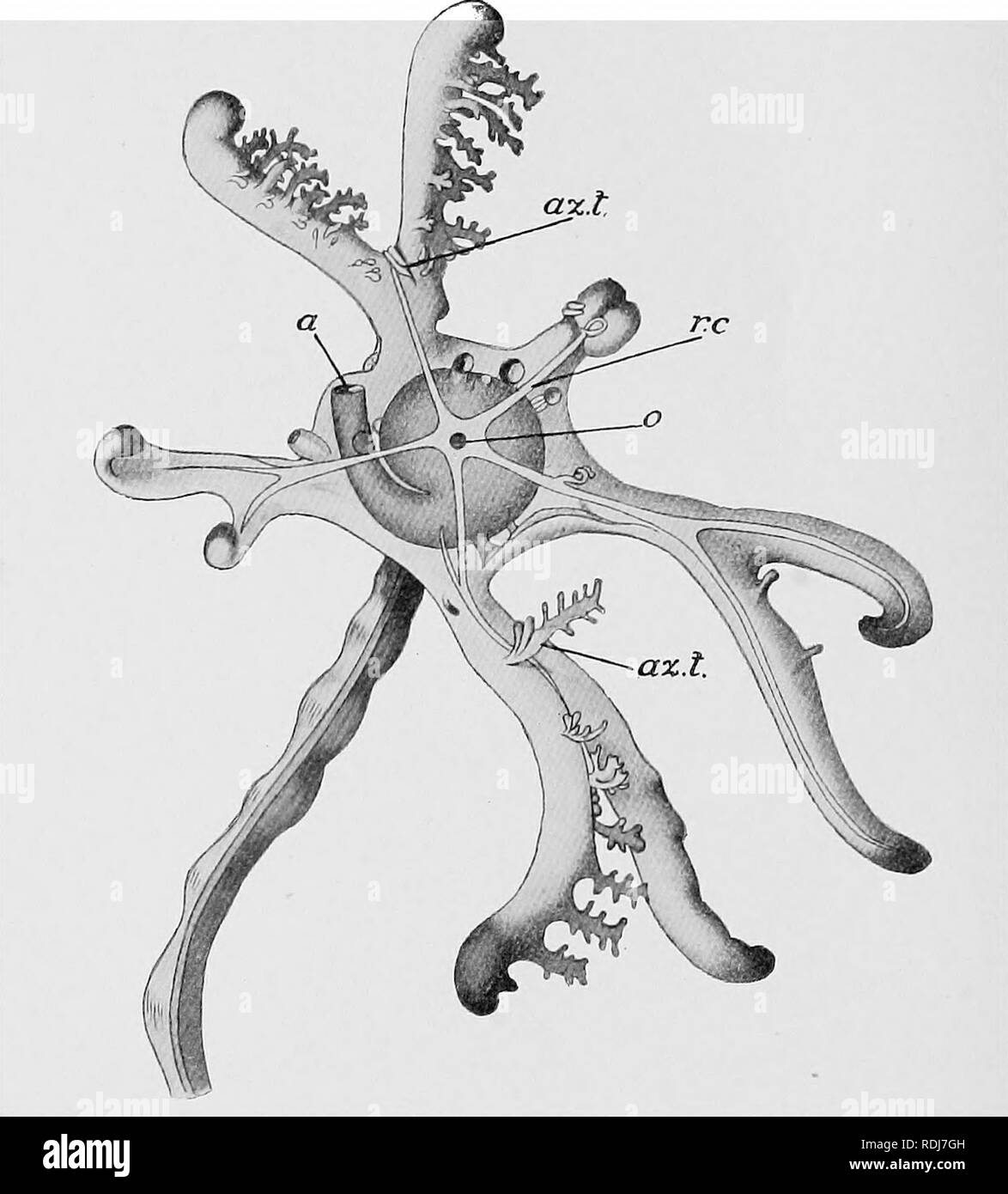 . Text-book of embryology. Embryology. 556 INVEETEBEATA CHAP. figures are given by Carpenter (1866) of the stages described by this author. The first stage described by him is the fixed larva with the closed vestibule; following on this he has seen the growth of the arms of the young Crinoid. These arms arise as vertical upgrowths of the calyx alternating with the oral valves. They are supported. Fig. 411.—View of the calyx of a fixed larva of Antedoii rosacea from the upper side, in order to show the adhesion of the lobe of the hydrocoele to the arm and the lirst dichotomy of the arm. (After  Stock Photo