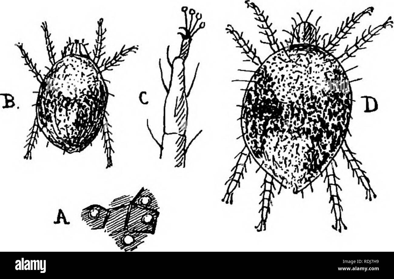 . A text-book of agricultural zoology. Zoology, Economic. ACAEINA OR MITES. 107 all minute and transversely wrinkled. They have only four legs, the two hind pairs heing reduced to simple bristles. The mites live in the buds and leaves of plants, and produce galls. Family Trombididse.—The Eed-spider of the hop, Tetrany- chus telarius, may be taken to exemplify this family. They are extremely variable in colour, some being green, others rustyrred, others almost white; often dark specks are seen upon them, and in not a few instances brown individuals may be met with. This varied coloration is due Stock Photo