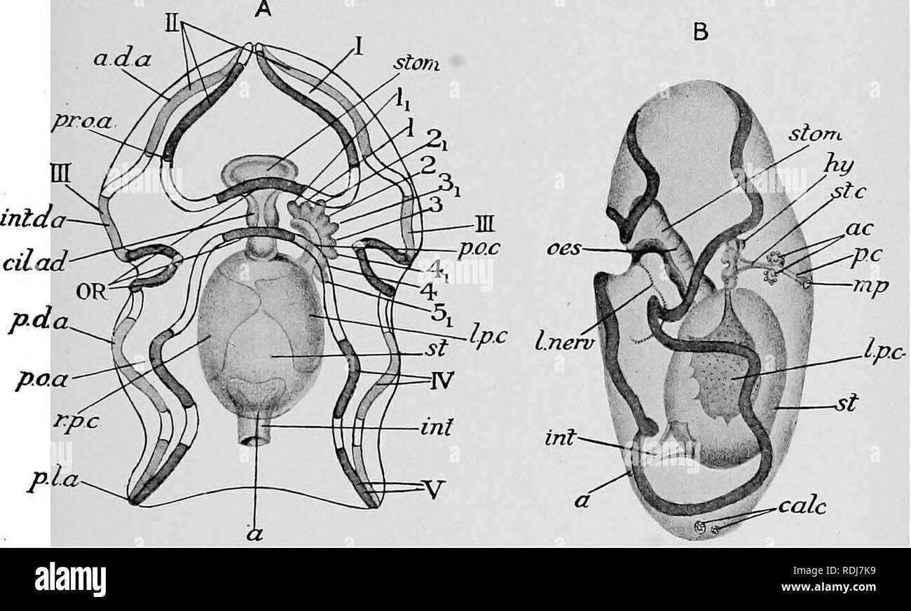 . Text-book of embryology. Embryology. XVI ECHINODEEMATA 535 In this form the first five lobes of the hydrocoele give rise to the radial canals, and the primary buccal tentacles arise from their bases. Now in Synapta the radial canals disappear in the adult, they are, in a word, vestigial functionless structures â , but in Cucumaria they persist and give rise to numerous paired tube feet. Therefore the mode of their development in Synapta is secondary, the method in Cucumaria typical and primary, and this typical and primary method is the same as that which oIdtains in other groups of Echinode Stock Photo