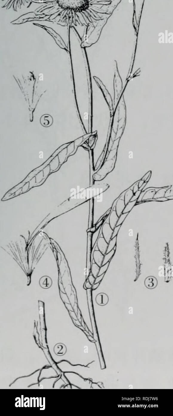 E Er Duo Si Zhi Wu Zhi Botany Ae Aºaee E A 749 A R Cc E A I I I I C E Ae Aºaee E I Ma A E A Ae A Ae Ec Please Note That These Images Are Extracted From Scanned Page Images That May Have Been Digitally