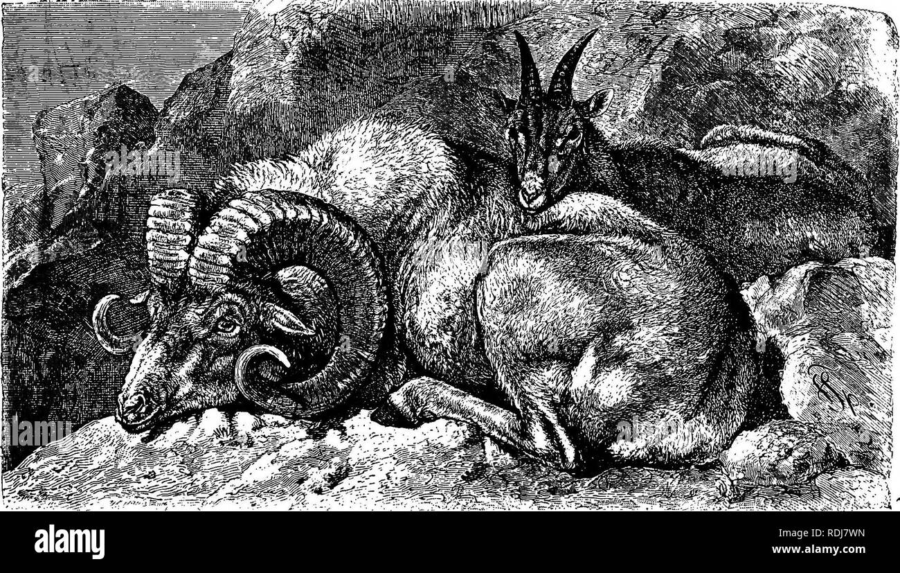 The animals of the world. Brehm's life of animals;. Mammals. THE HORNED  ANIMALS—SHEEP. 461 We see in the writings of old-time authors that these  wild Sheep were formerly found in great