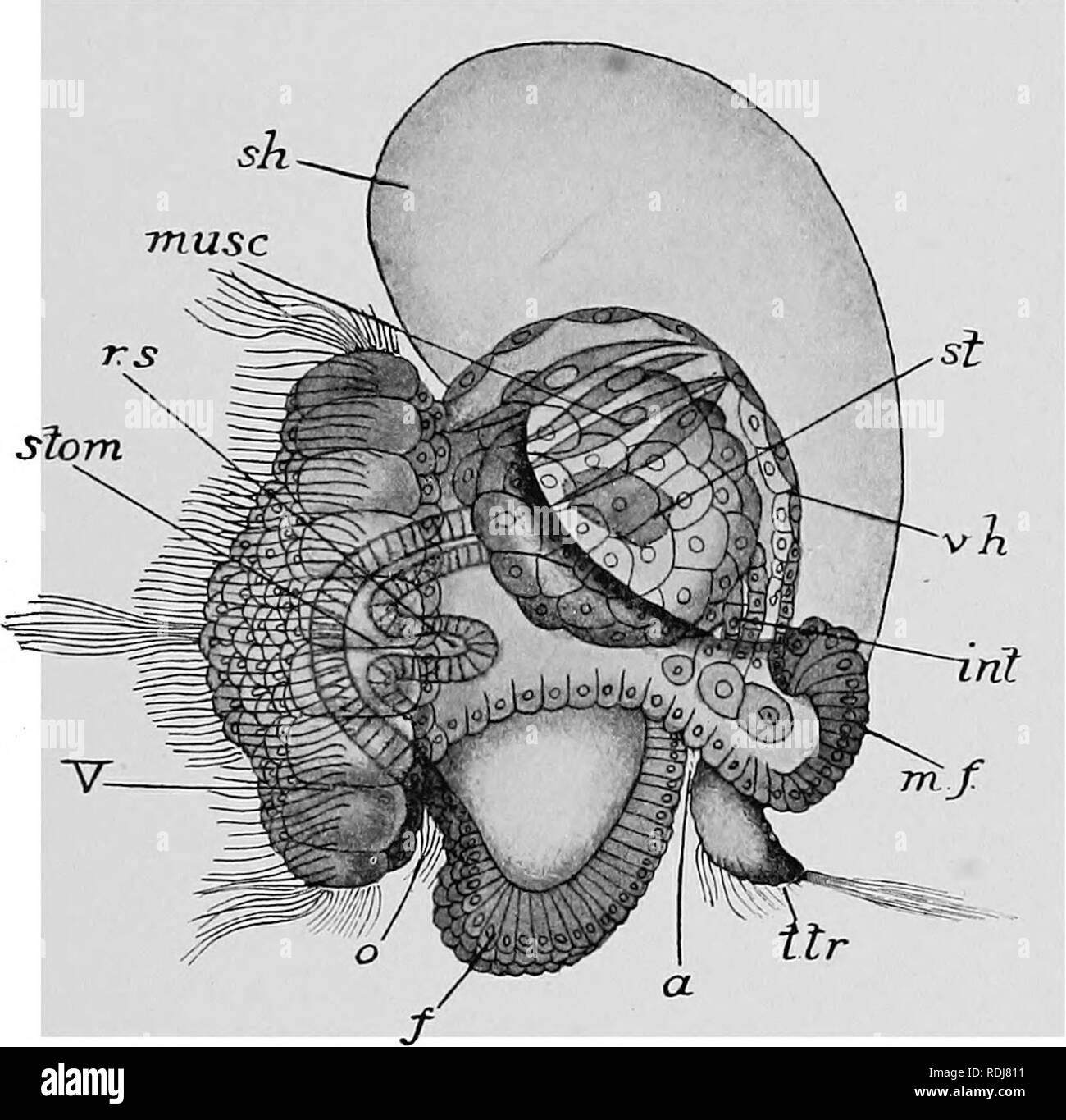 . Text-book of embryology. Embryology. IX MOLLUSCA 301 and Haliotis, which, like Patella, are members of the division Aspidobranchiata. Patten made out some other interesting points in the develop- ment of Patella. The radula sac appears as a ventral pocket-like outgrowth of the stomodaeum (r.s, Fig. 236). The anterior ends of the mesodermic bands break up into loose tissue, like mesenchyme. Some of this tissue develops into long spindle-shaped cells, which are muscular and which are inserted at one end into the ectoderm of the visceral hump and at the other into the sides of the stomach.. Fig Stock Photo