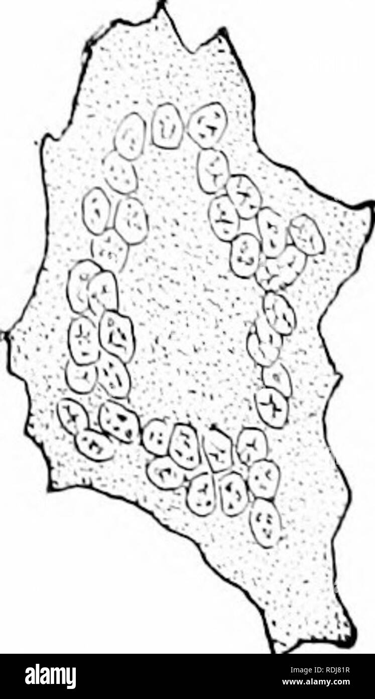 . A manual of zoology. Zoology. 62 GENERAL TRIXCIPLES OF ZOOLOGY Connected with this great functional importance of the chromosomes as the hearers of characteristics are two much disputed problems, (i) The 'individual- ity of the chromosomes.' This sees the persistent organization of the cell in the chromosomes, which persist between two cell divisions, but arc not recog- nizable as such because their substance is vacuolated and distributed through greater space. Of course this view does not conflict with the fact that they, like all living substance, undergo a gradual renewal, in which effete Stock Photo