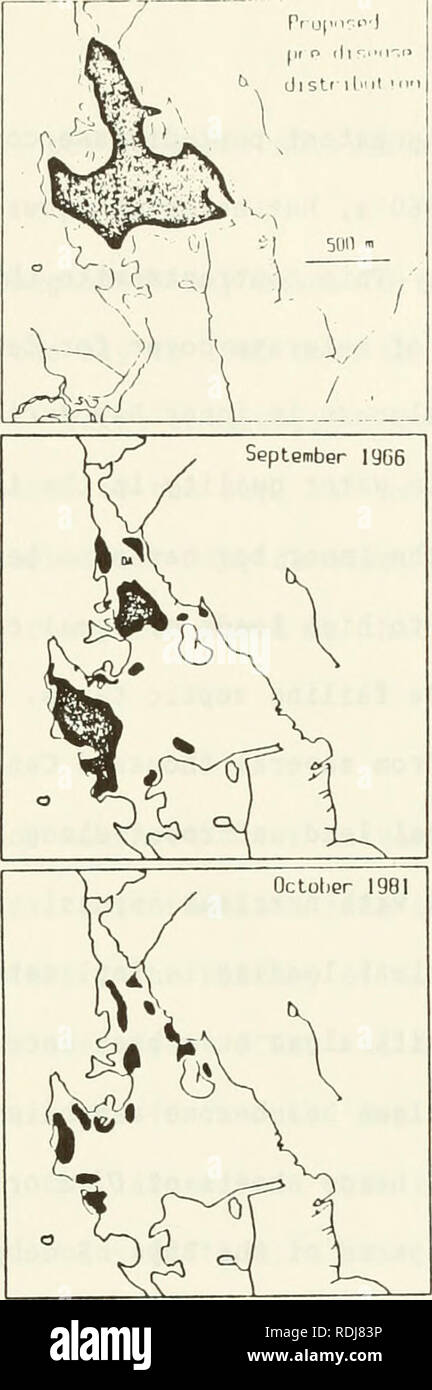 . Eelgrass in Buzzards Bay : distributation, production, and historical changes in abundance. Zostera marina; Seagrasses -- Massachusetts Buzzards Bay (Bay). Figure 4. Eelgrass in Apponagansett Bay, So. Dartmouth during 6 periods. Top left, a USCGS nautical chart ca. 1890 indicating the presence of eelgrass (arrows). Also indicated are denotation of eelgrass on another nautical chart (E), and location of sediment core (C) showing long-term presence of eelgrass. Top right, likely pre-wasting disease distribution, based on charts, core data, and anecdotes. Other maps from photographs, solid area Stock Photo