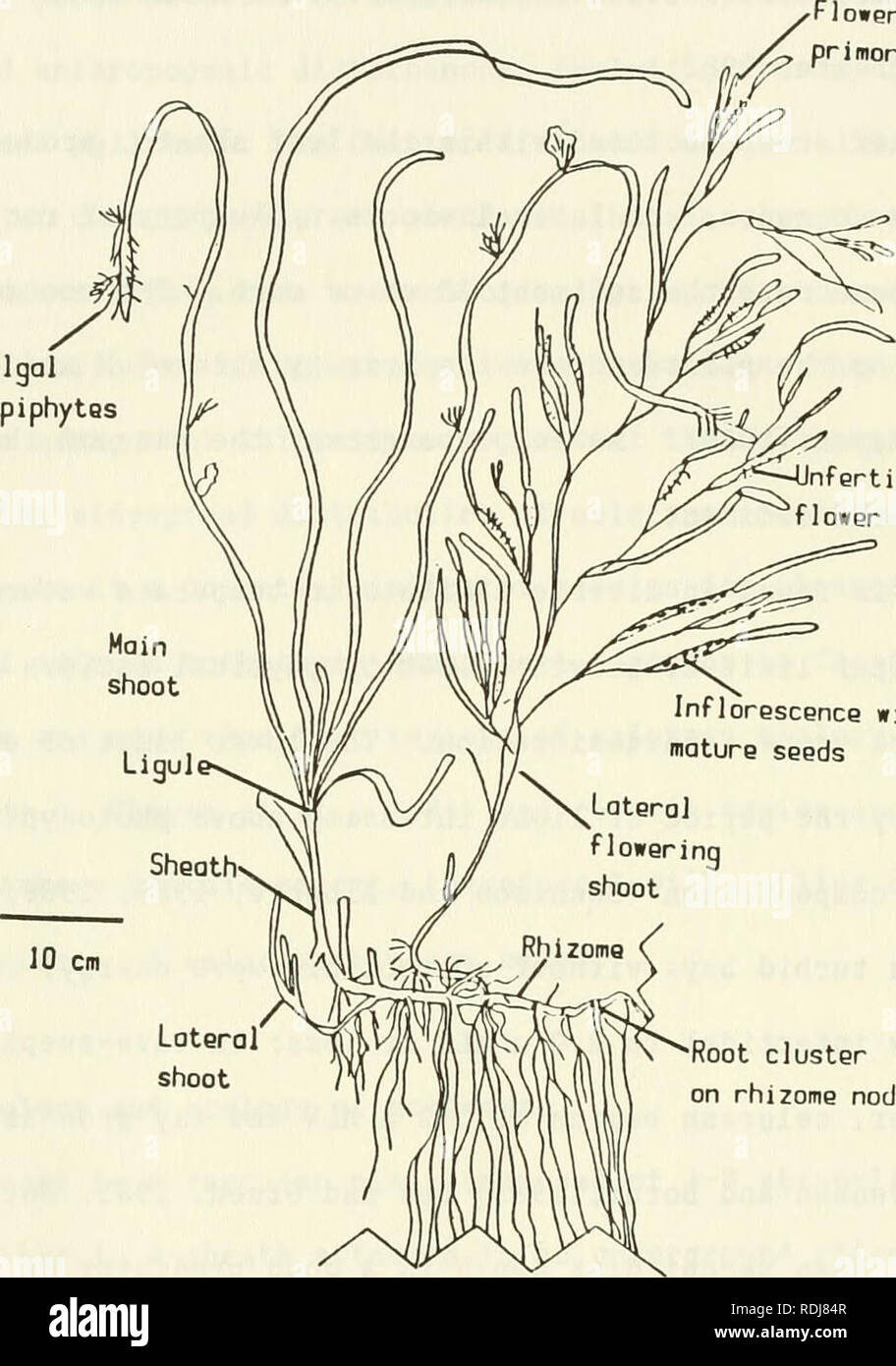 . Eelgrass in Buzzards Bay : distributation, production, and historical changes in abundance. Zostera marina; Seagrasses -- Massachusetts Buzzards Bay (Bay). primordio Algal epiphytes Infertilized flower. ntlorescence with mature seeds Root cluster on rhizome node Figure 1. General morphology of Zostera marina. Eelgrass leaves are bound together in a sheath attached to an underground rhizome with clusters of roots on each rhizome node. Lateral vegetative or reproductive shoots may originate from within the sheath of the main shoot. The inflorescence on the lateral reproductive shoot contains b Stock Photo