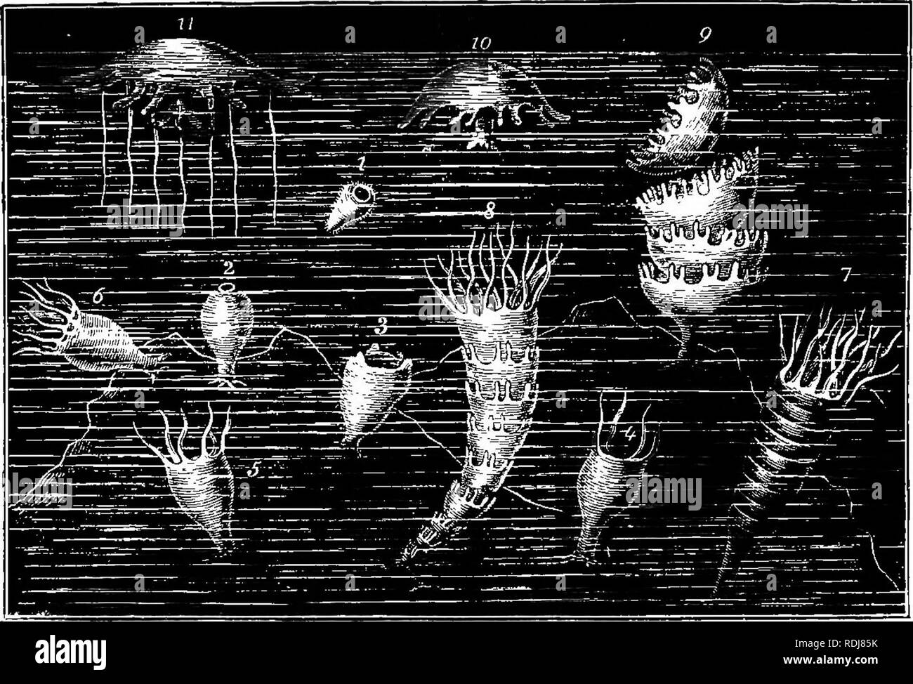 . The study of animal life. Zoology. 226 The Study of Animal Life part in ways from other Coelenterates, thus the characteristic stinging cells are modified into adhesive cells. The first and second series, separated by differences of structure and development, are yet parallel. In both there are polype-types ; in both medusoid types; in both there are single individuals and colonies of individuals; in both there are &quot; corals.&quot; We may compare a Hydra with a sea-anemone, a. medusoid with a jelly- fish, a hydroid colony with Dead-men's-fingers, Millepores with. Fig. 42.—The alternation Stock Photo