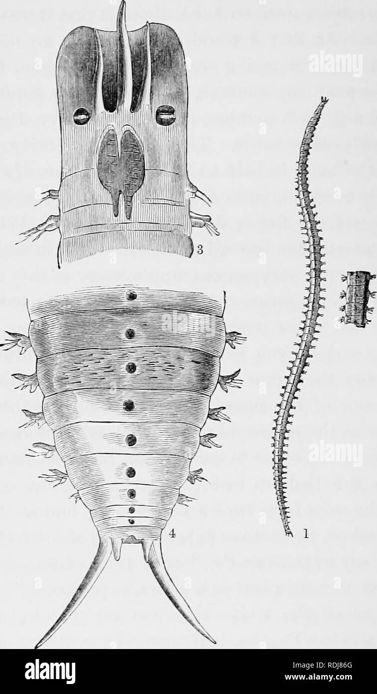 . Viti: an account of a government mission to the Vitian or Fijian Islands, in the years 1860-61. Botany. 62 A MISSION TO VITI.. The Balolo (Palolo riridis, E. Gray).—Fig. 1. The entire animal, na- tural size ; 2. Portion of the body slightly magnified ; 3. Magnified figure of the head, with its three frontal tentacula and eyes ; the position of the retracted jaws is shown in the central dark space behind the tentacula; 4. Posterior extremity of the Balolo, dorsal aspect; figures 3 and 4 copied from Macdonald's paper in ' Linnean Transactions,' xxii.. Please note that these images are extracte Stock Photo