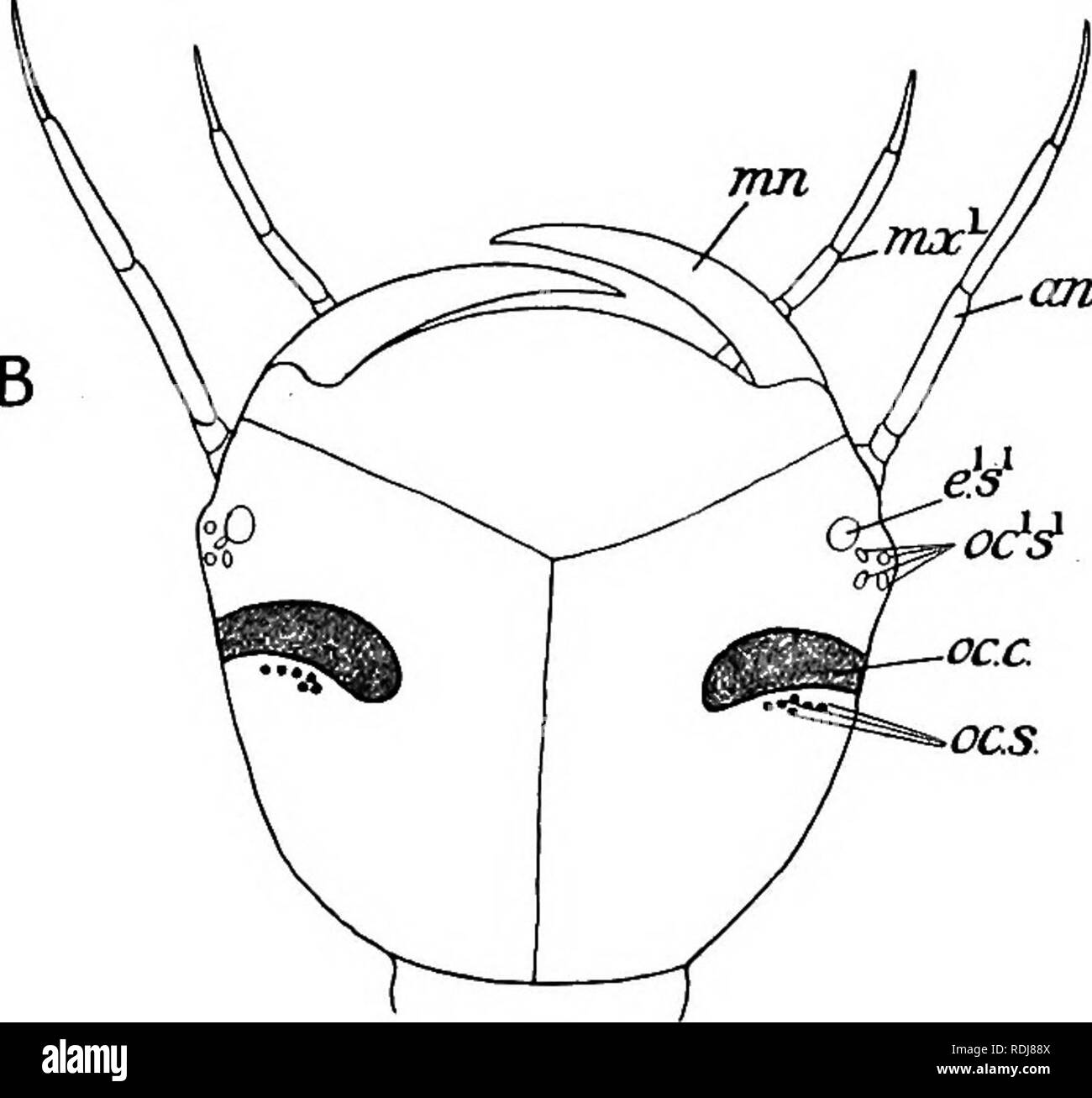 . Text-book of embryology. Embryology. ant. Fig. 218.—Two views of the ...