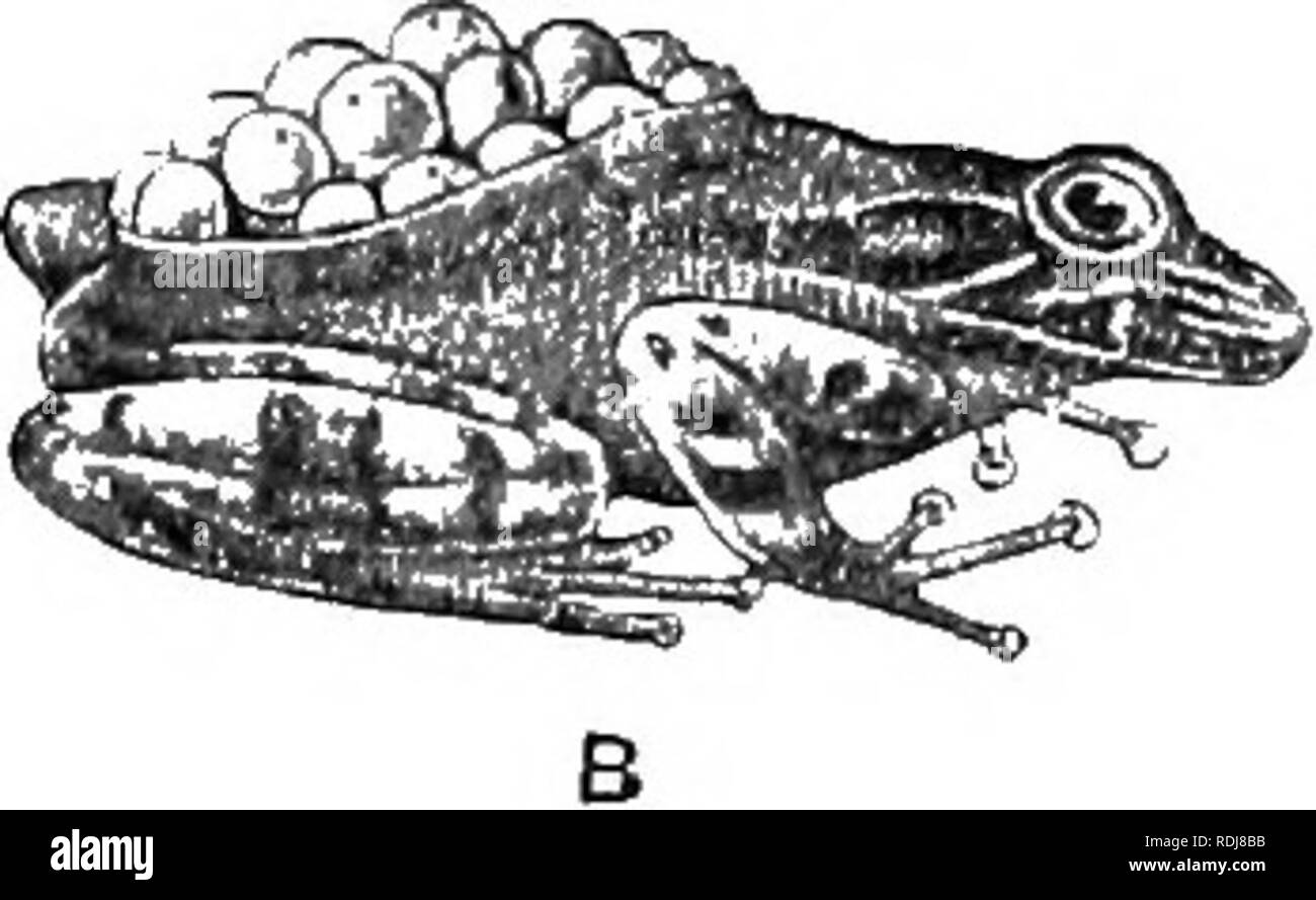 . Text-book of embryology. Embryology. Fig. 211.—A, male of Phyllo- bates trinitatis carrying tad- poles ; B, female of Hyla goeldii carrying eggs. (After Boulenger, 1895.). Please note that these images are extracted from scanned page images that may have been digitally enhanced for readability - coloration and appearance of these illustrations may not perfectly resemble the original work.. MacBride, E. W. (Ernest William), 1866-1940; Kerr, John Graham, 1869-; Heape, Walter, 1855-1929. London : Macmillan Stock Photo