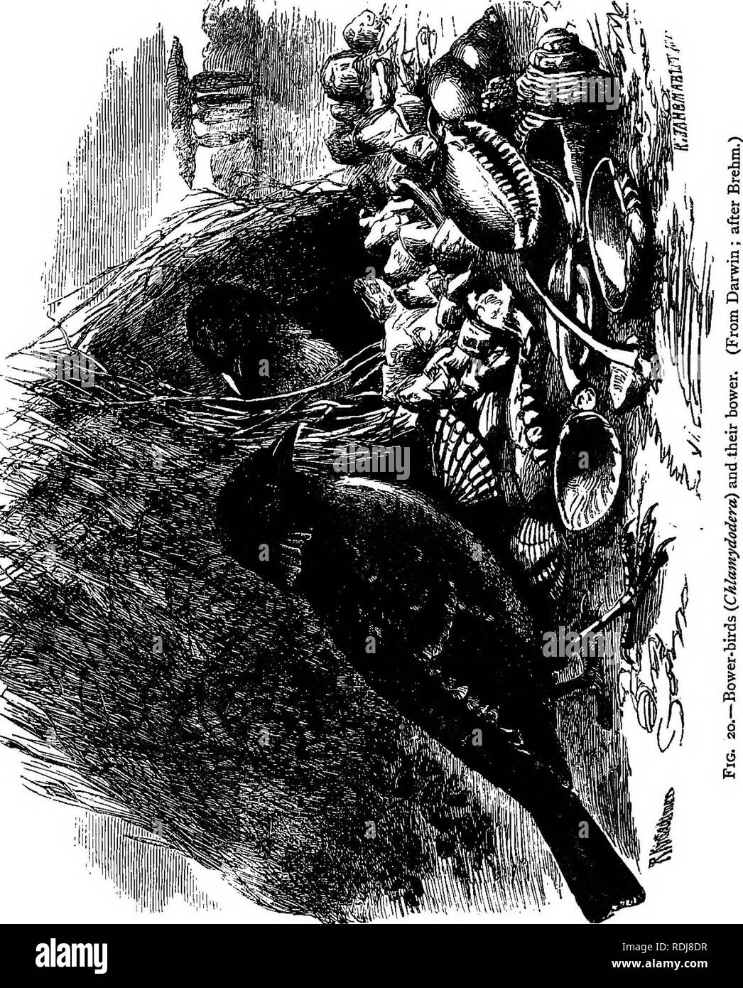 希少　洋書　1942年　古書　Animal Life Of The Image from page 241 of 