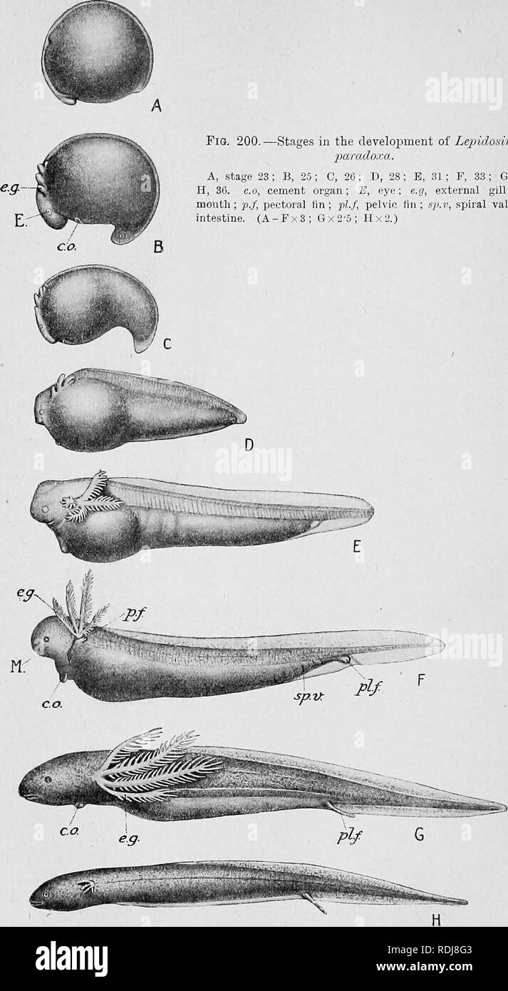 . Text-book of embryology. Embryology. 434 EMBRYOLOGY OF THE LOWER VERTEBRATES ch. Flo. 200. —Stages in the development of Lepidosiren paradoxa. A, stage 23 ; B, 25 ; C, 26; D, 28 ; E, 31 ; F, 33 ; G, 35 ; H, 36. c.o, cement organ; E, eye; e.g, external gill; M, mouth; p.f, pectoral iin; plf, pelvic fin ; sp.v, spiral valve of intestine. (A-Fx3 ; Gx 2-5 ; 11x2.). Please note that these images are extracted from scanned page images that may have been digitally enhanced for readability - coloration and appearance of these illustrations may not perfectly resemble the original work.. MacBride, E.  Stock Photo