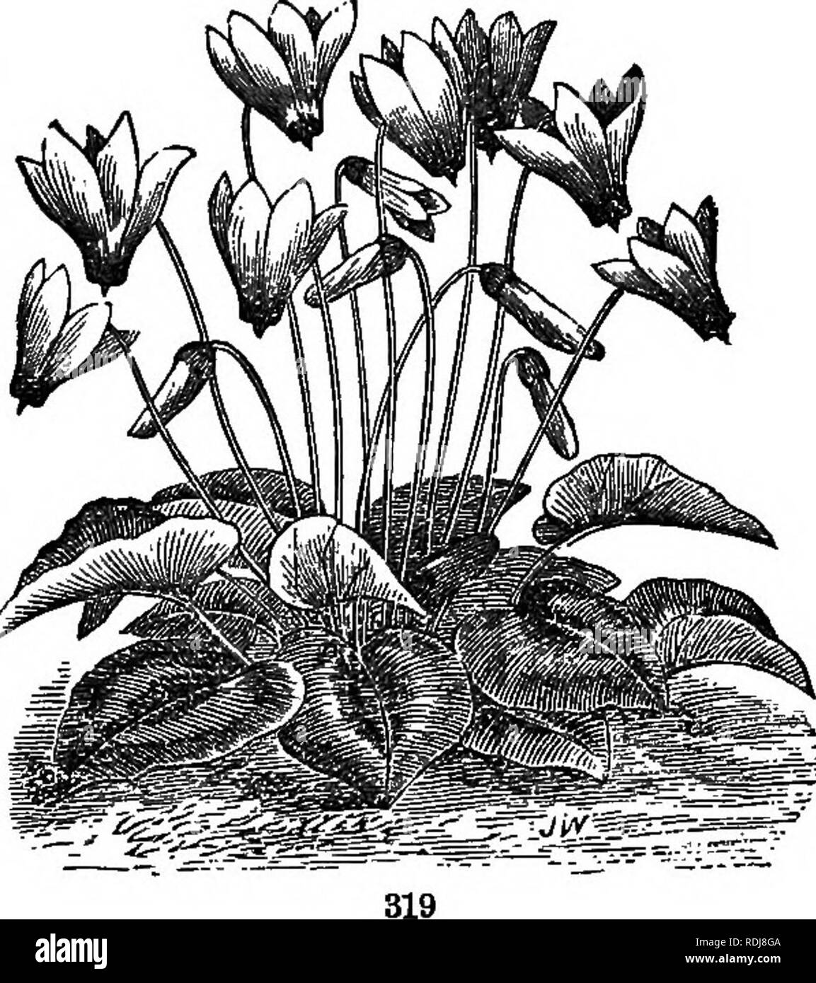 . The elements of botany embracing organography, histology, vegetable physiology, systematic botany and economic botany ... together with a complete glossary of botanical terms. Botany. DIOOTYLEDONES. 205 ornamental plants, as the English Primrose (Primula vulgaris), English Cowslip (P. veris), Chinese Primrose (P. sinensis), Cyclamen (Fig. 319), Dodecatheon, Lysivmehia, etc. 15. Ericaceae. The Heath family comprises about seventeen hundred species, mostly shrubs, or small trees, many evergreen, with anthers usually opening by a termi- nal pore, and pollen grains compound. The Madronia of the  Stock Photo