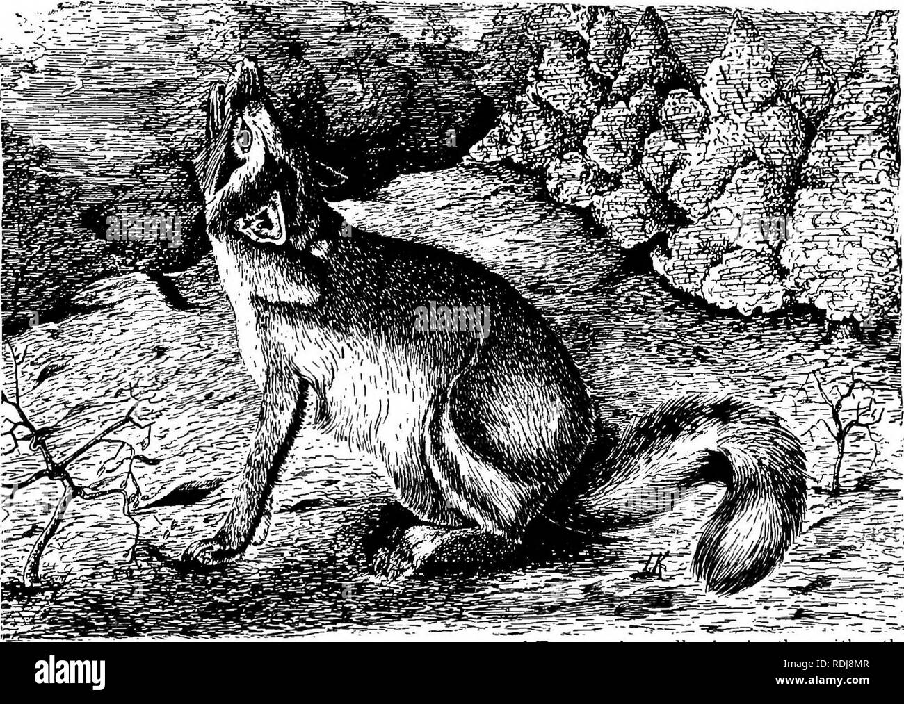 The animals of the world. Brehm's life of animals;. Mammals. THE BED EOX.  The animal which in America nearest represents the Master Reynard of  tradition is the Red Fox, a very