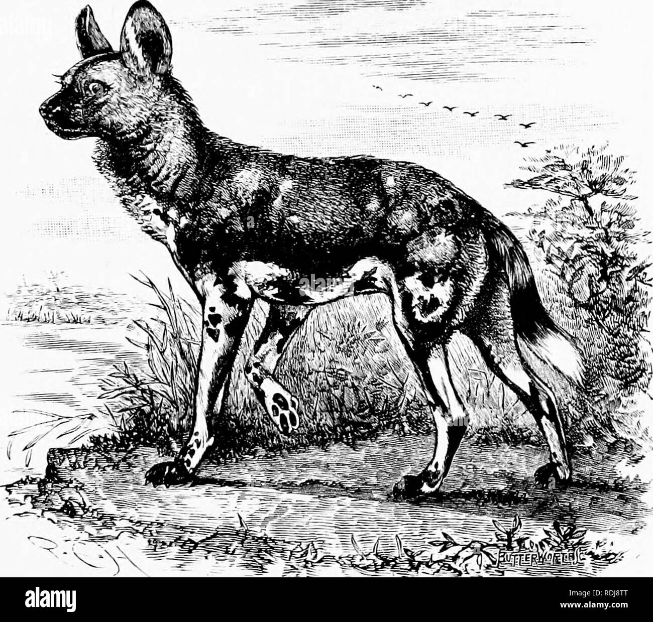 Man And Beast In Eastern Ethiopia From Observations Made In British East Africa Uganda And The Sudan Natural History Indigenous Peoples Ethnology Xxiv Gnus And Duikers 305 Explorers Riraiit Man And Beast In Eastern Ethiopia From Observations Made In British East Africa Uganda And The Sudan Natural History Indigenous Peoples Ethnology Xxiv Gnus And Duikers 305 Explorers Riraiit
