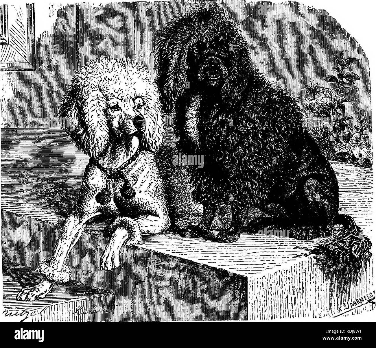 . The animals of the world. Brehm's life of animals;. Mammals. THE DOG FAMILY—SPANIELS. 227 verse: I mean Scheitlin's description of Barry. He says: &quot;The most excellent Dog-of which we have knowledge is not the one which woke the guard- ians of the acropolis of Corinth; it is not Becerillo, which tore many hundreds of poor Indians to pieces; not the Dog of the hangman, which, at his master's command, guided a stranger safely though a great, gloomy forest; not Dryden's Dracon, which rushed at four highwaymen, killed some of them and saved his master's life; not that one which ran home to g Stock Photo