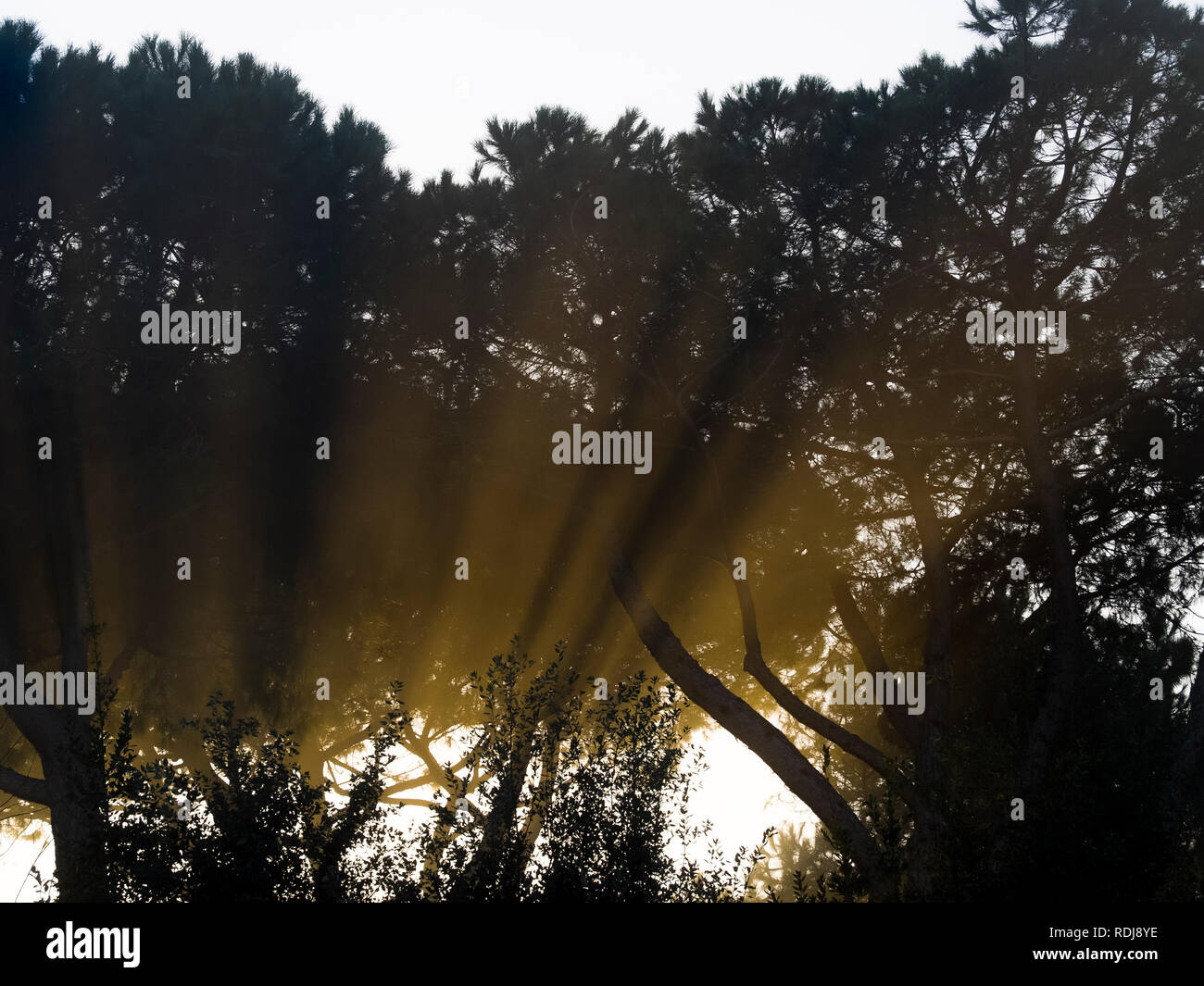 rays of sunlight filter through the silhouettes of the branches of tall ...